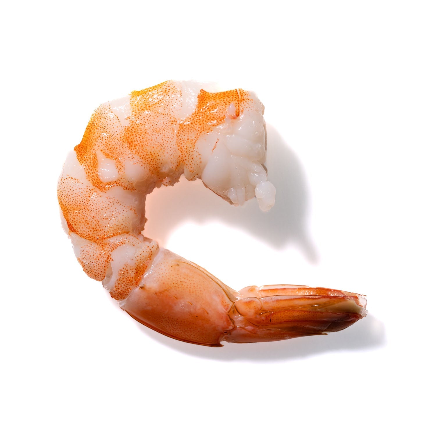 Shrimp No. 883