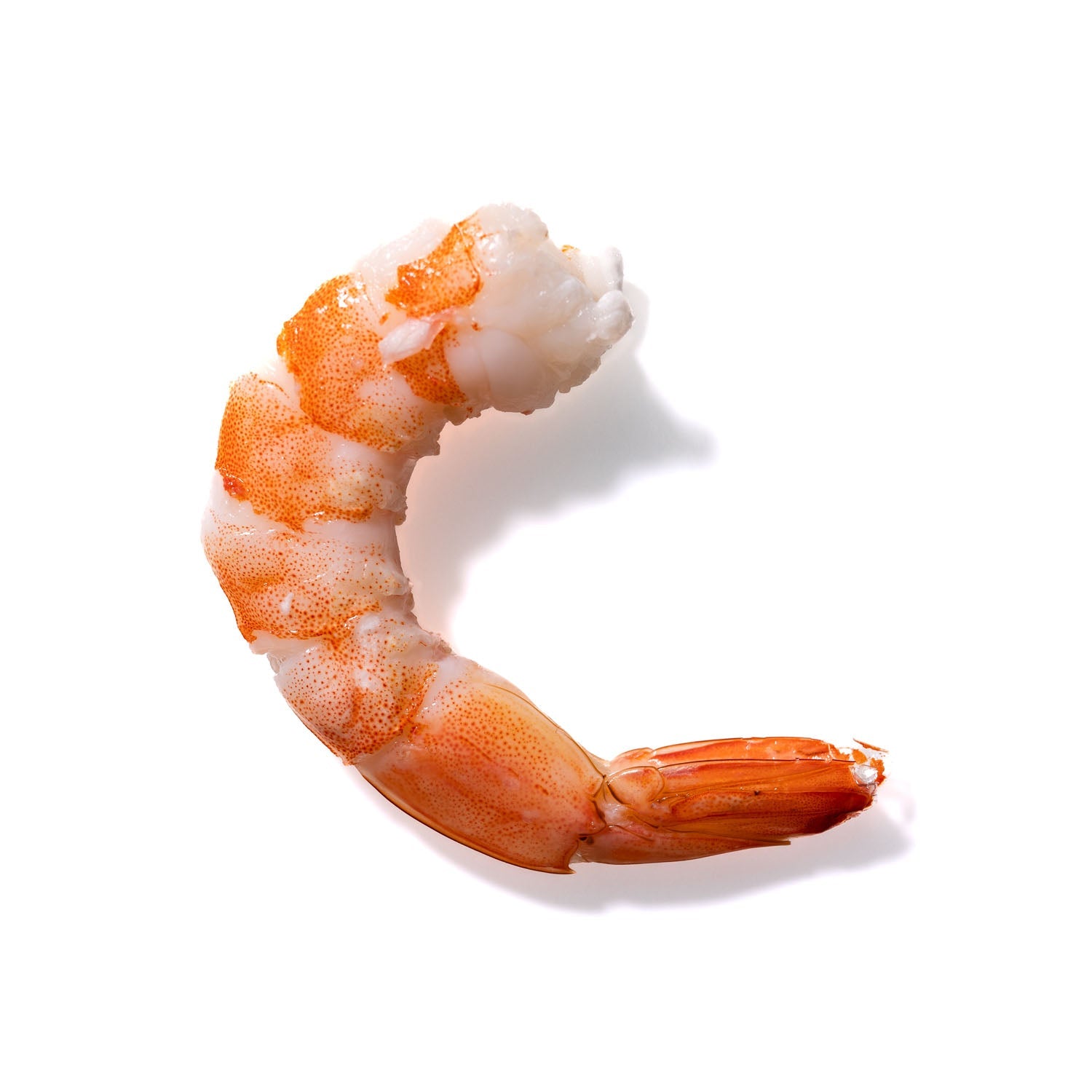 Shrimp No. 885