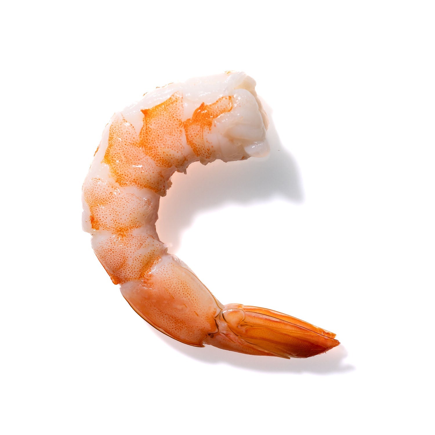 Shrimp No. 886