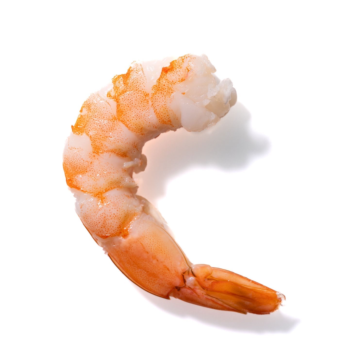 Shrimp No. 891