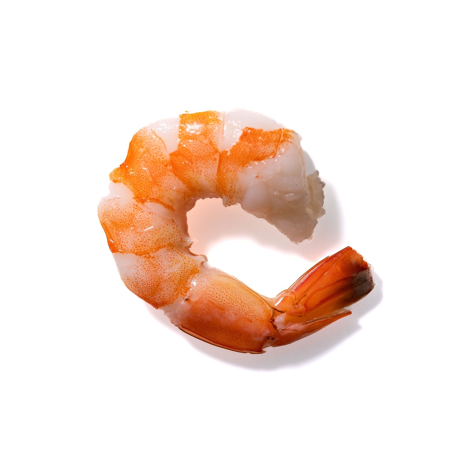 Shrimp No. 892