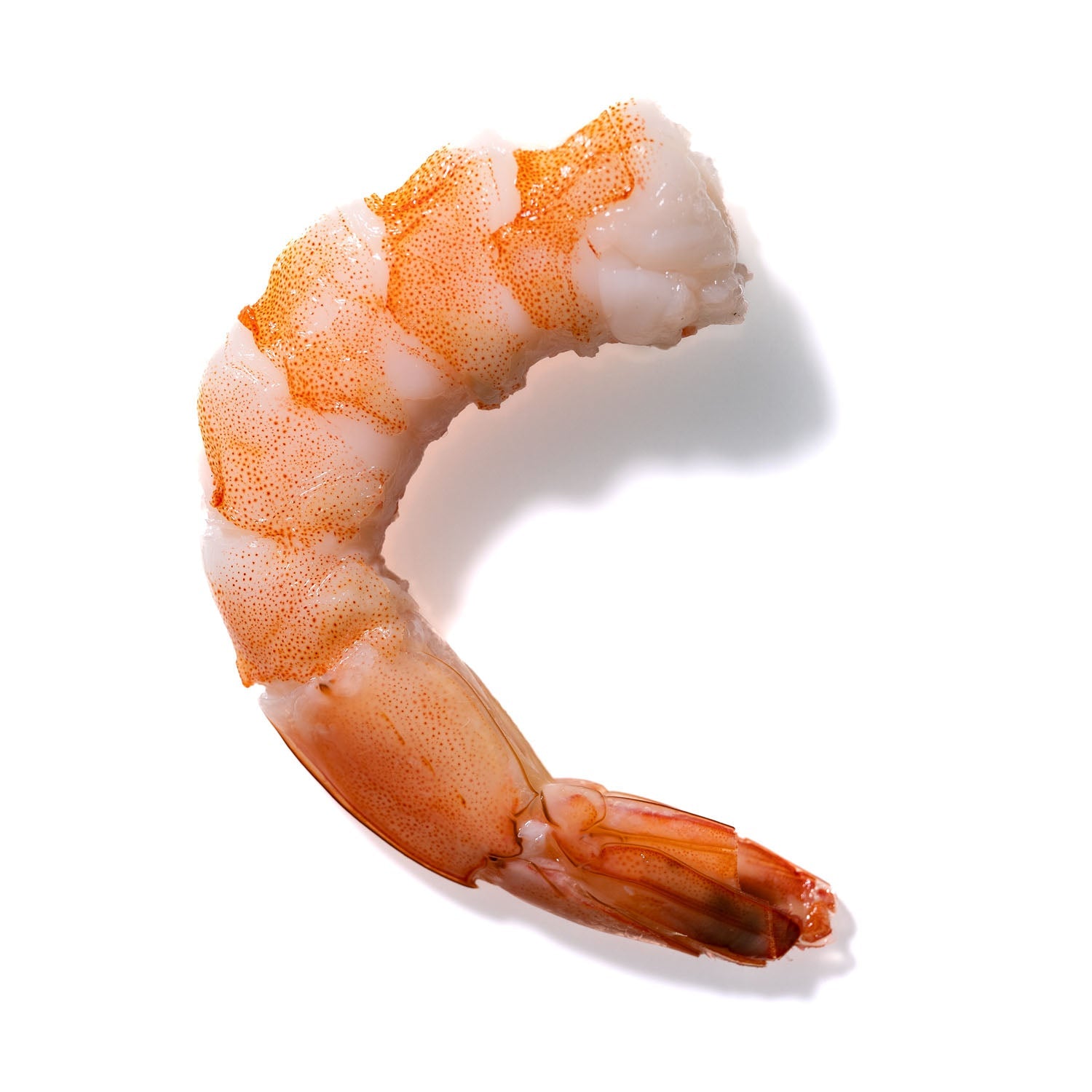 Shrimp No. 894