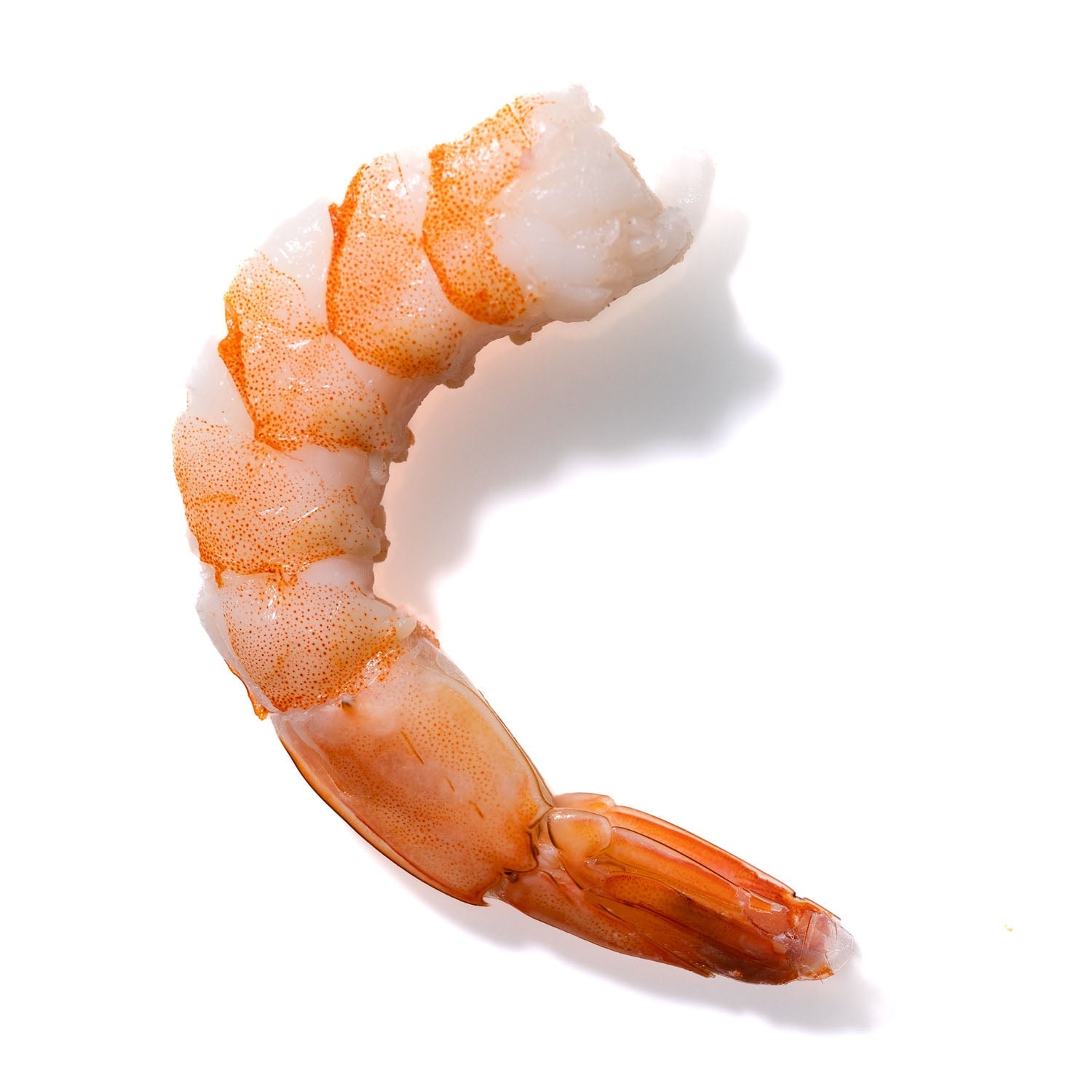 Shrimp No. 895