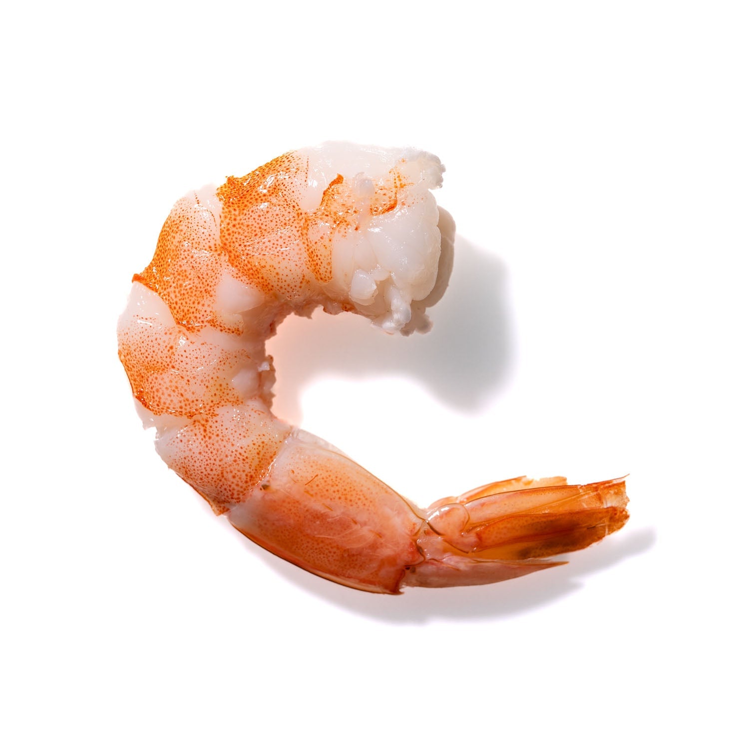 Shrimp No. 896