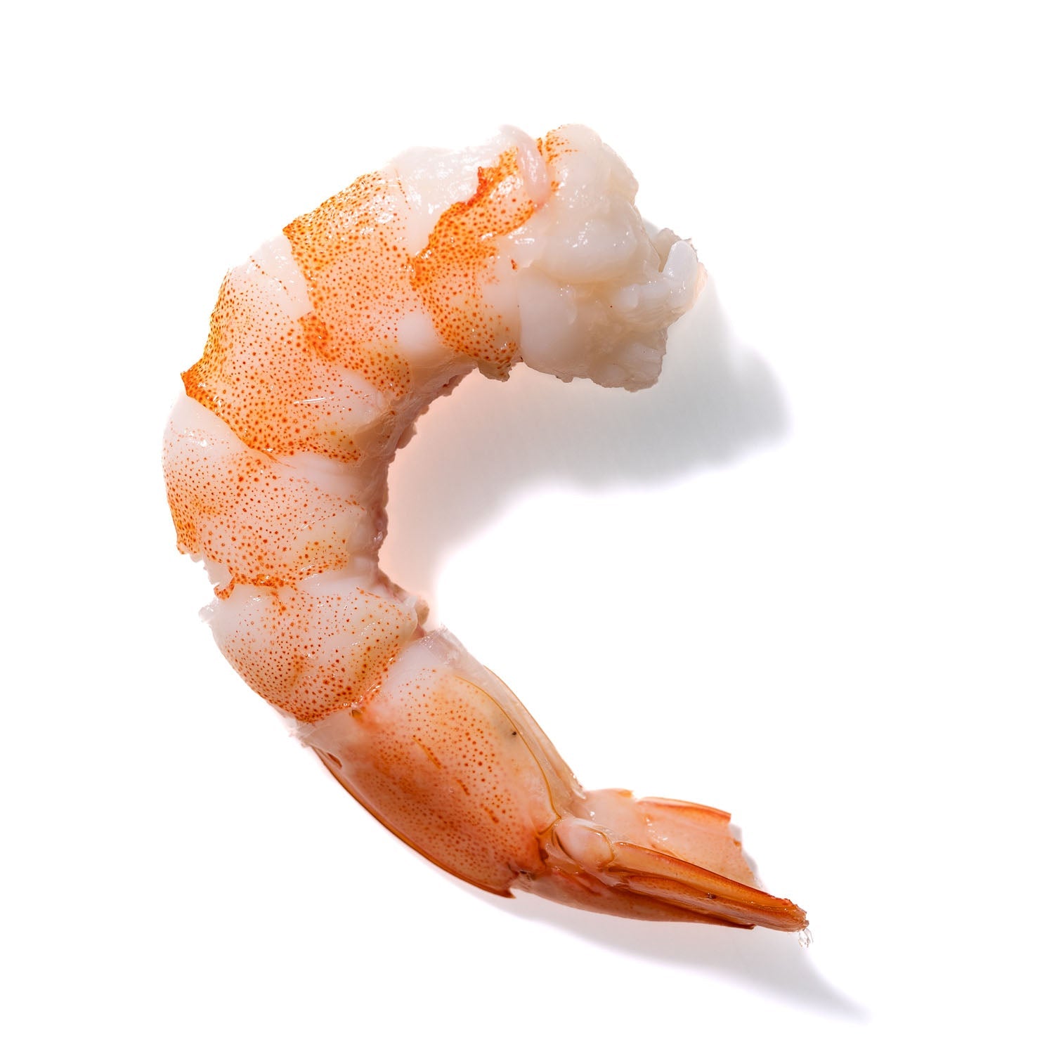 Shrimp No. 899