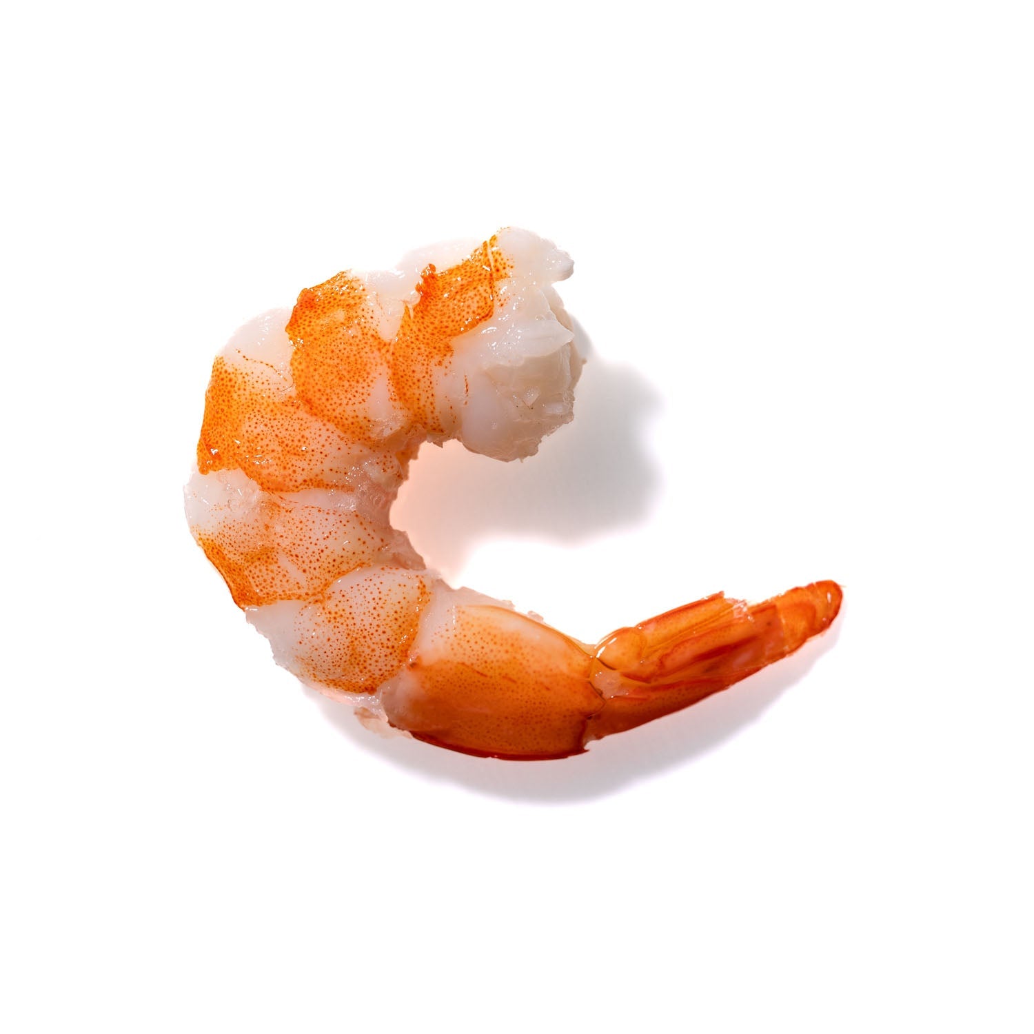 Shrimp No. 905