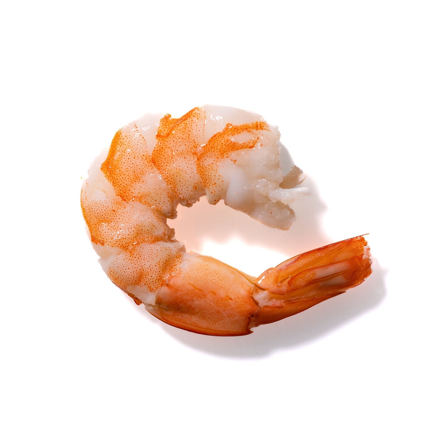 Shrimp No. 908