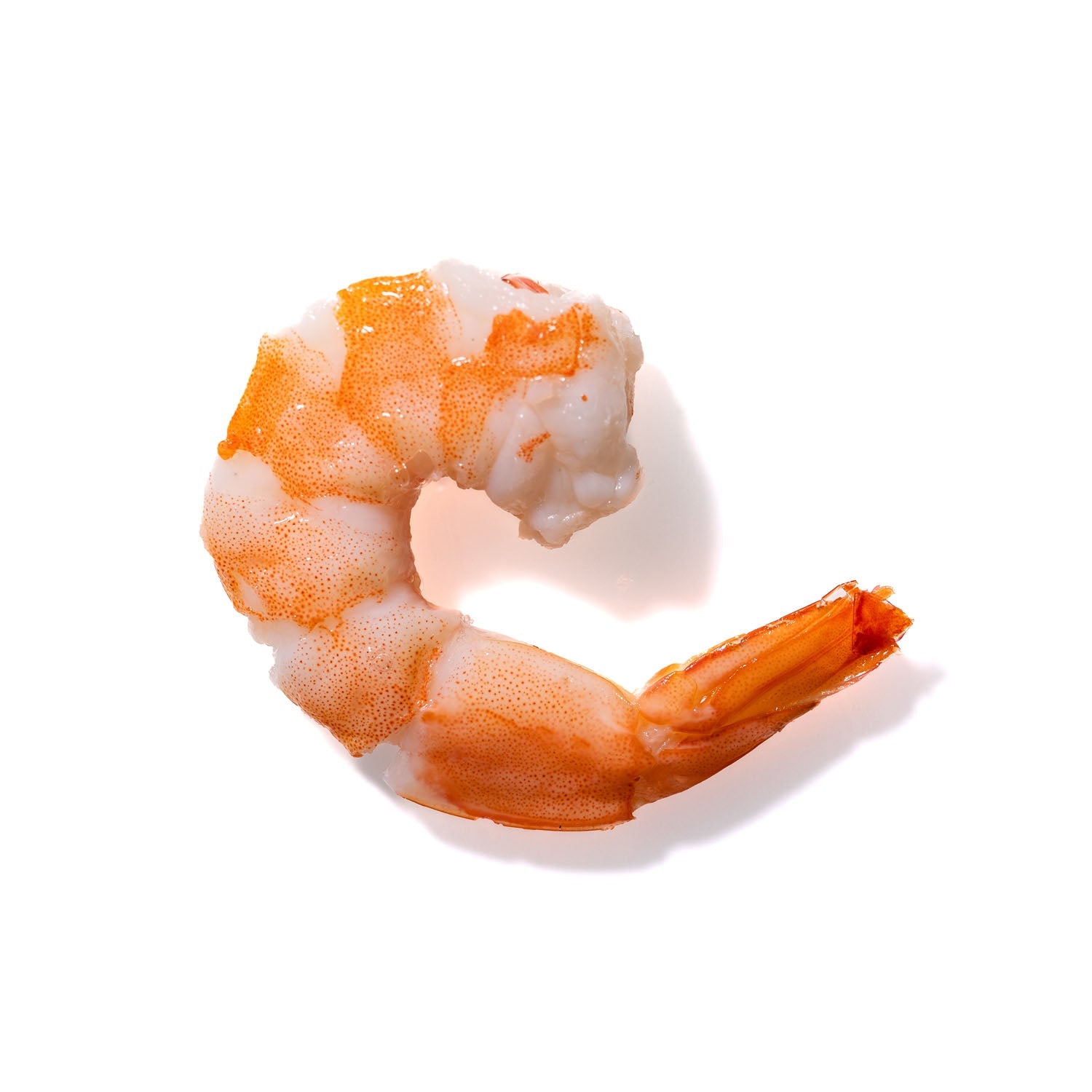 Shrimp No. 911