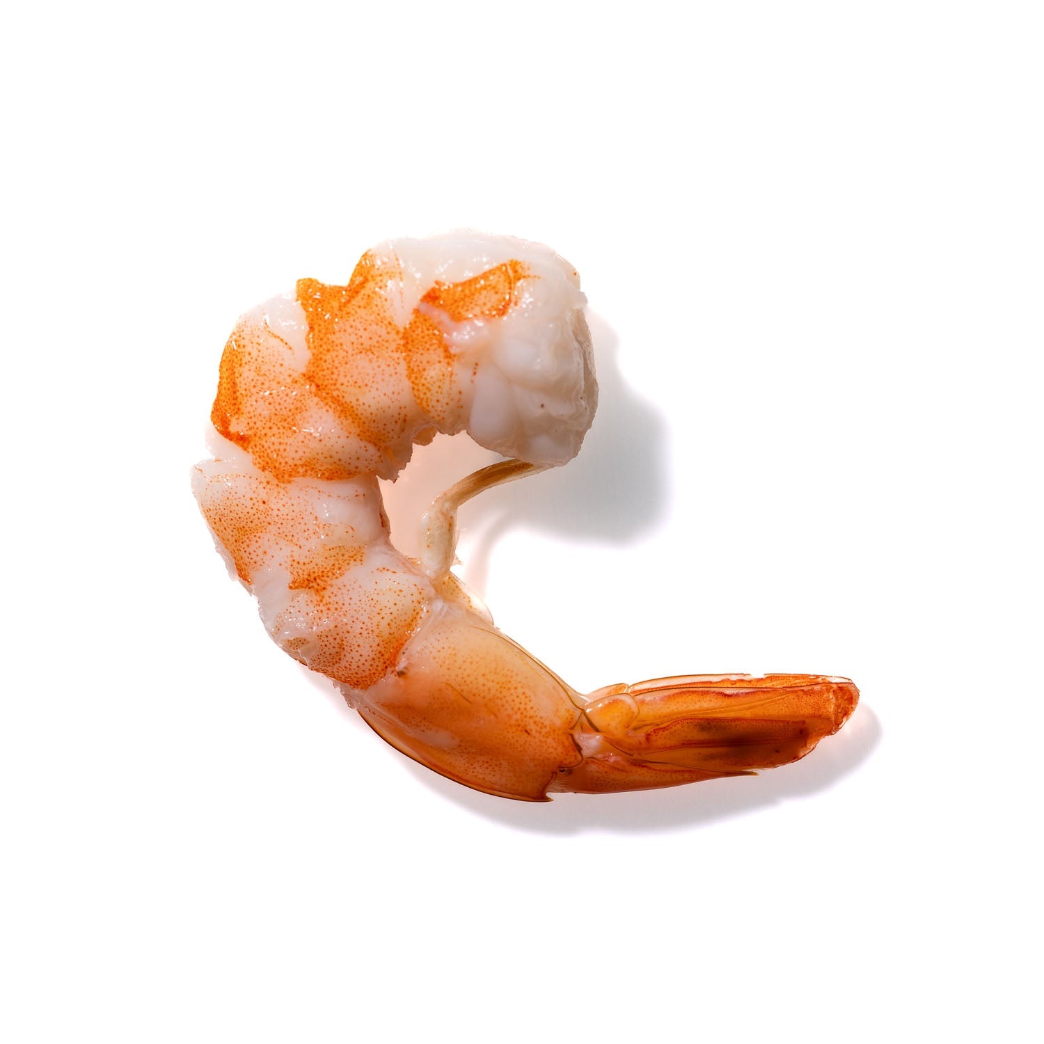 Shrimp No. 912