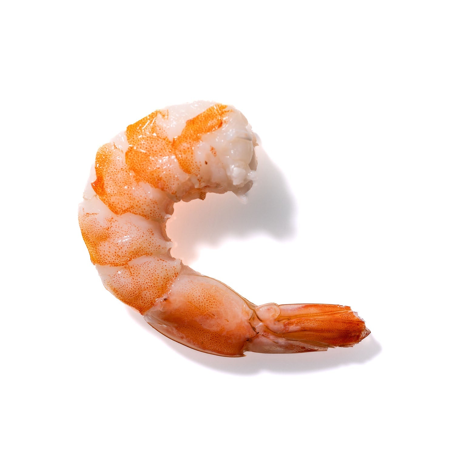 Shrimp No. 921