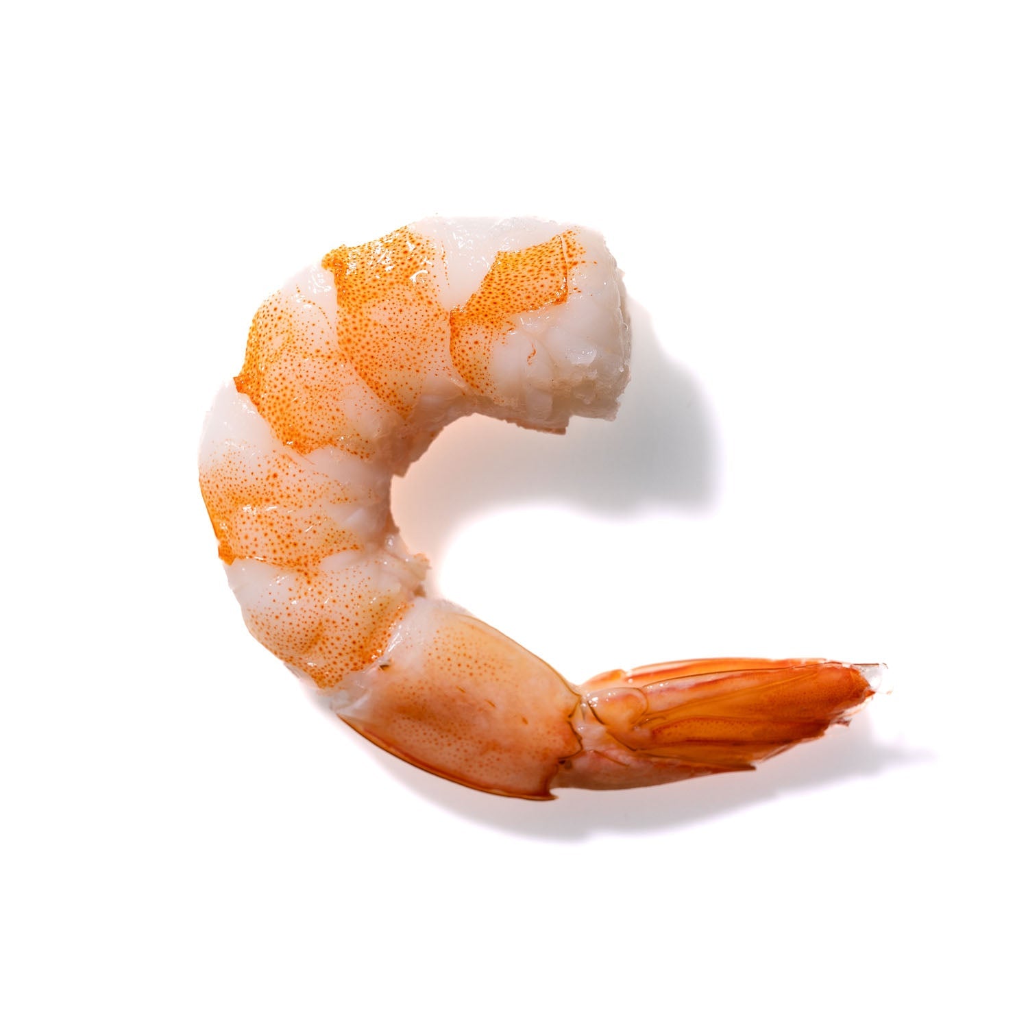 Shrimp No. 931