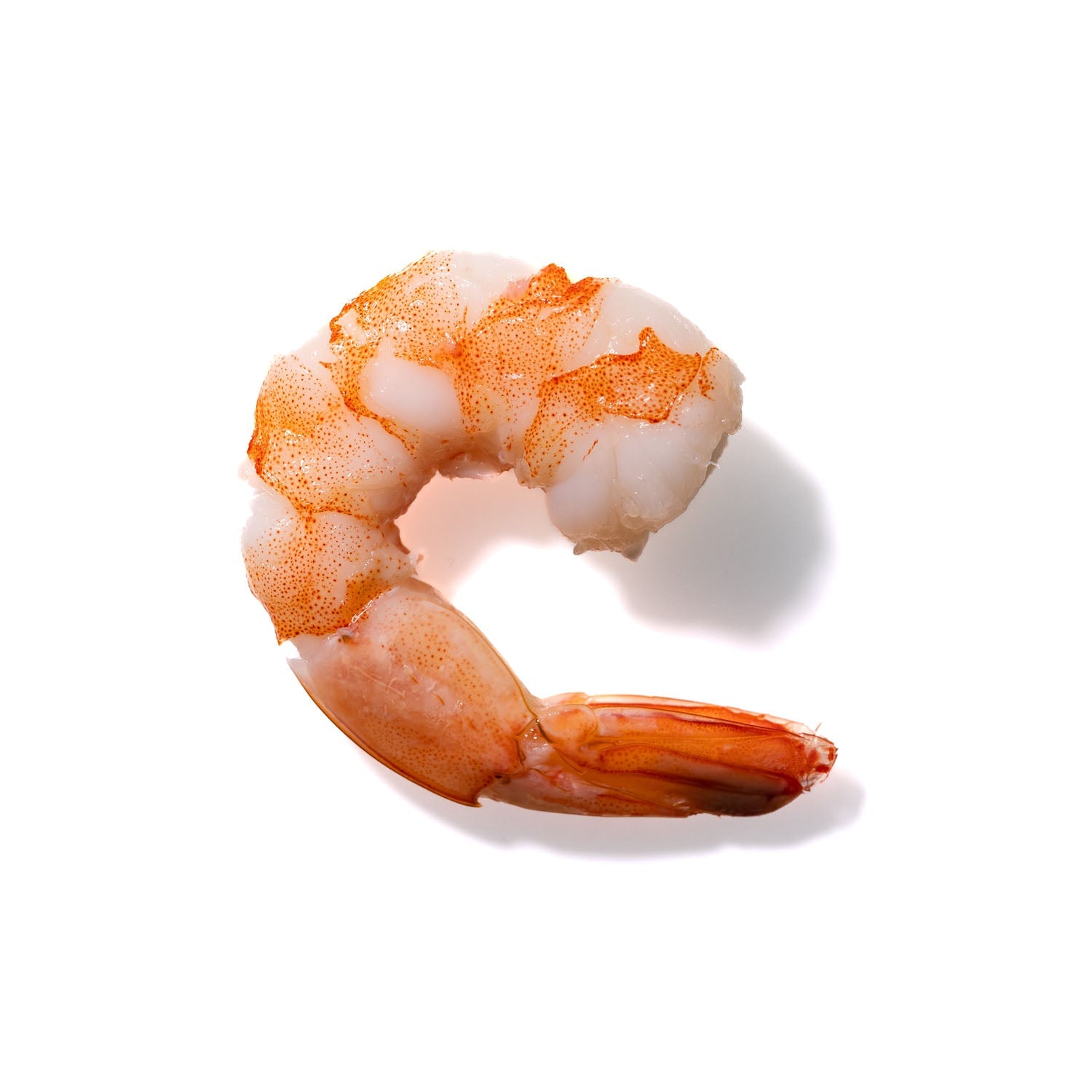 Shrimp No. 934