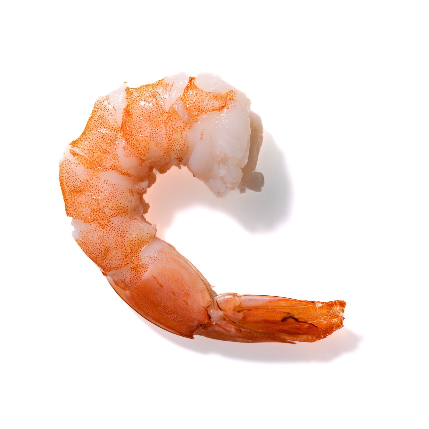 Shrimp No. 935