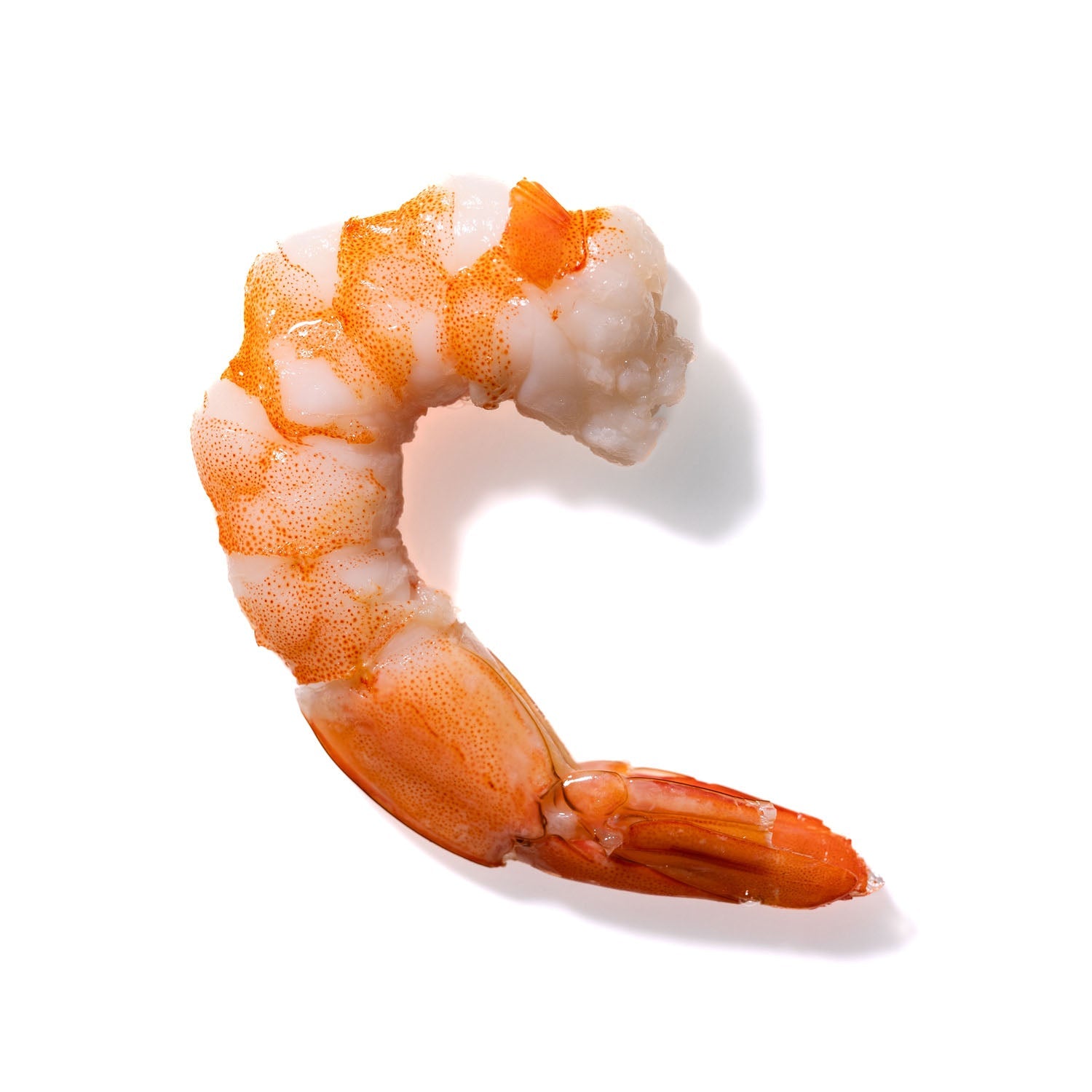 Shrimp No. 937