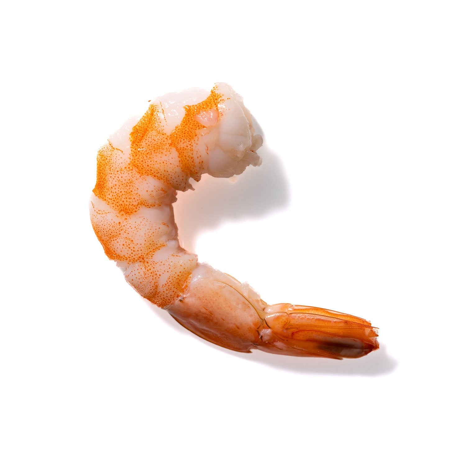 Shrimp No. 942