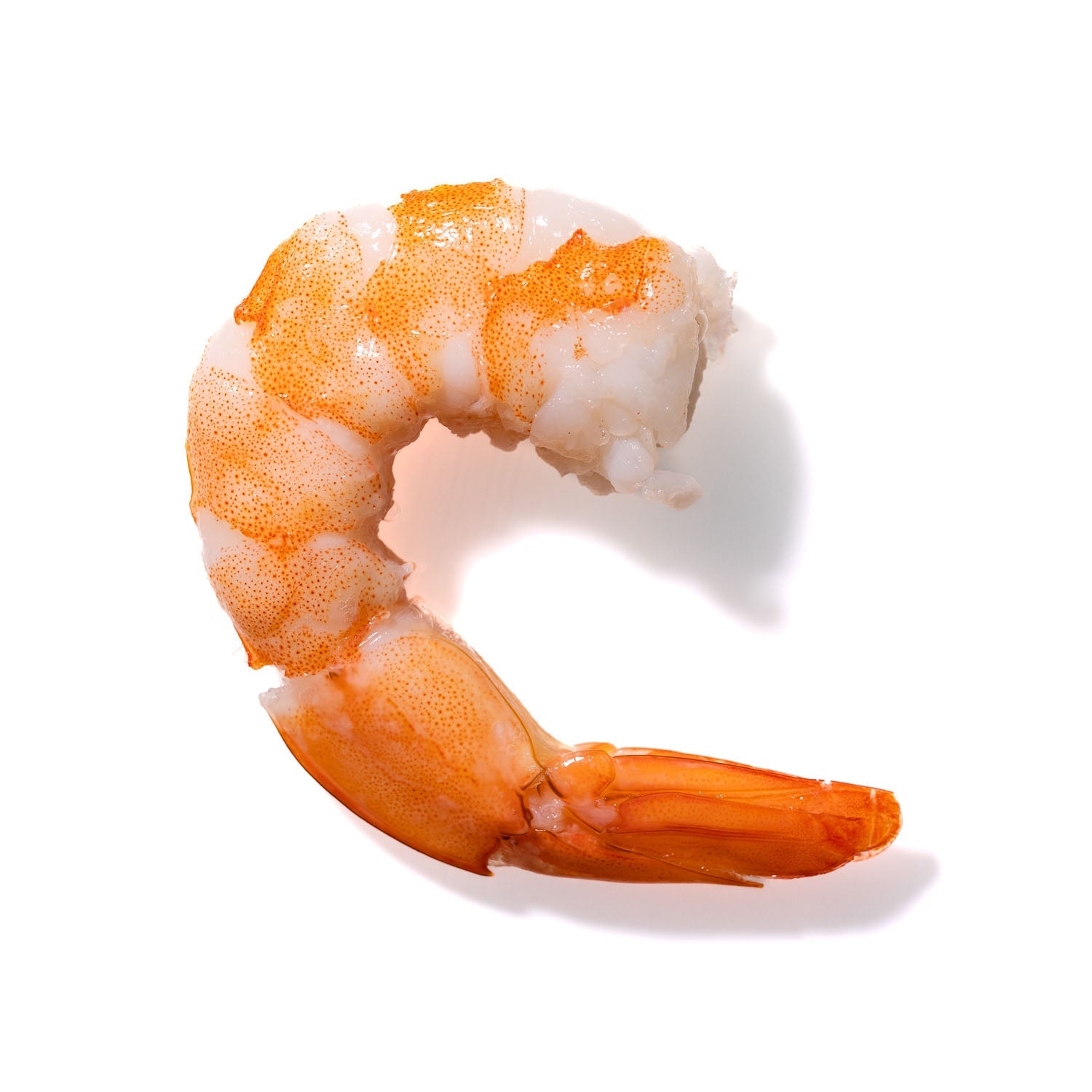 Shrimp No. 946