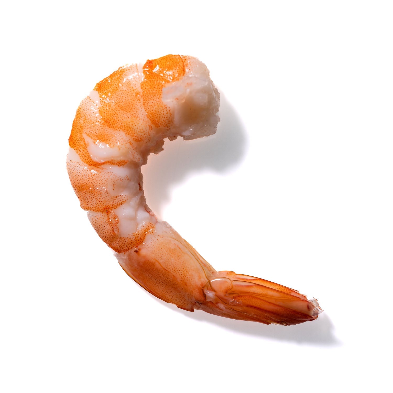 Shrimp No. 947