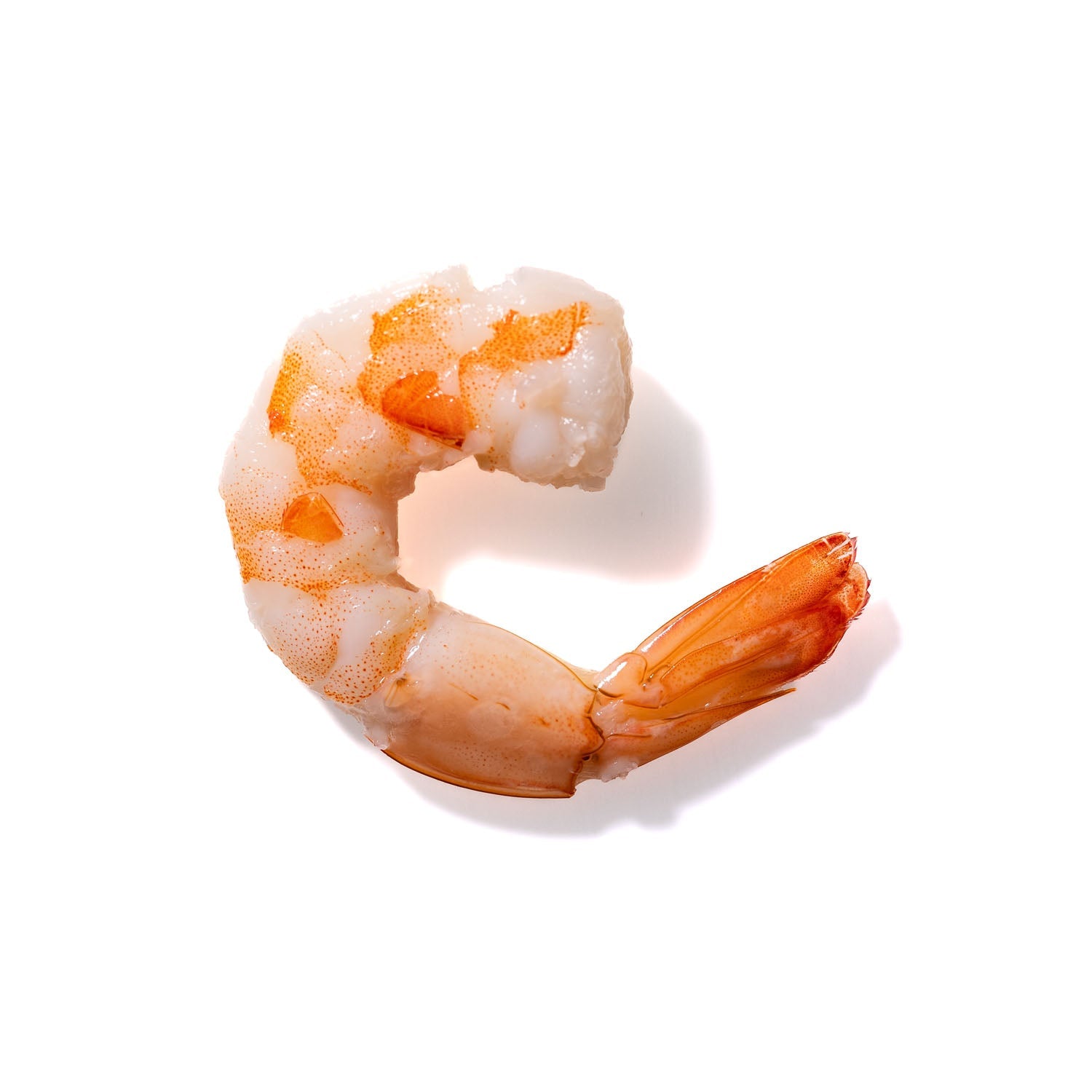 Shrimp No. 951