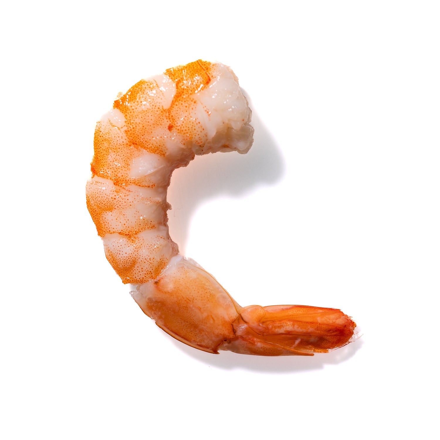 Shrimp No. 952