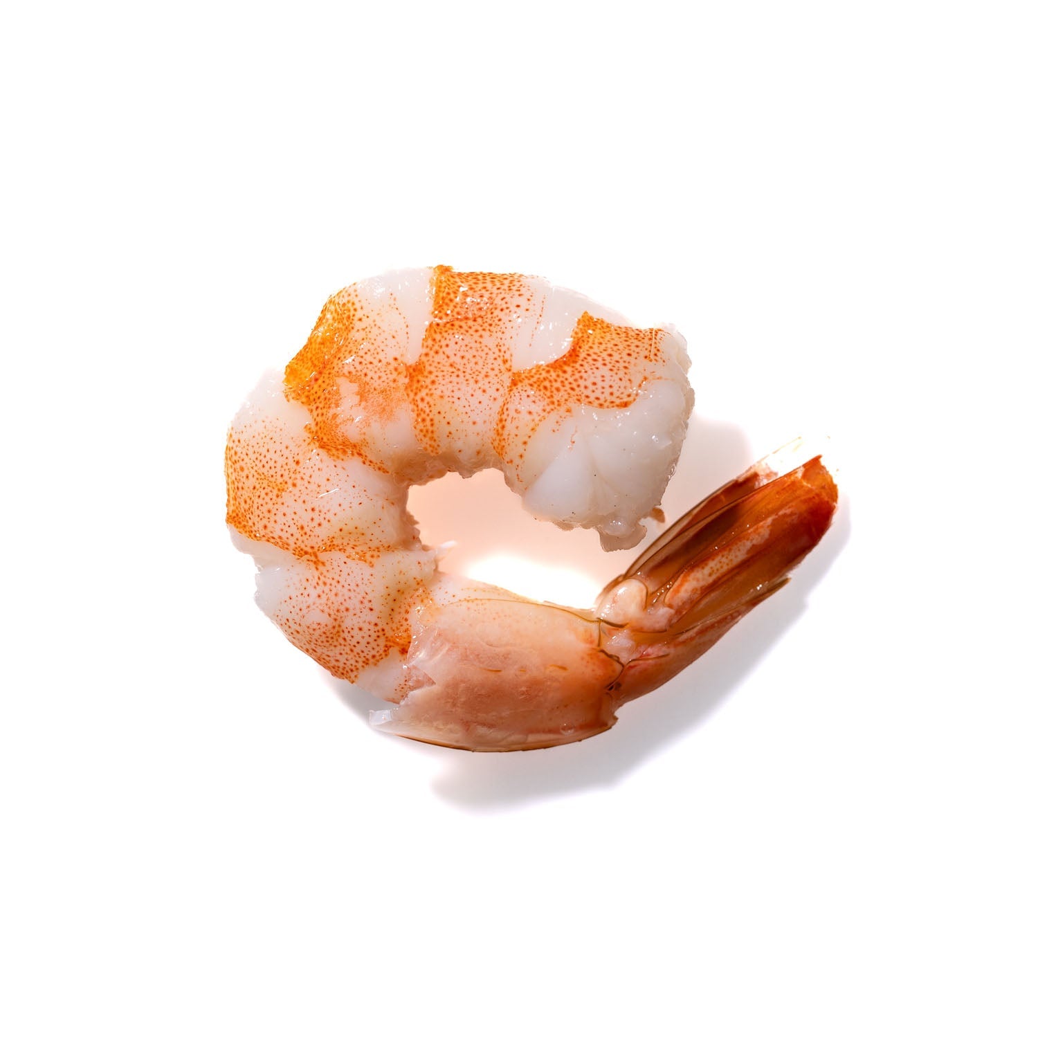 Shrimp No. 954