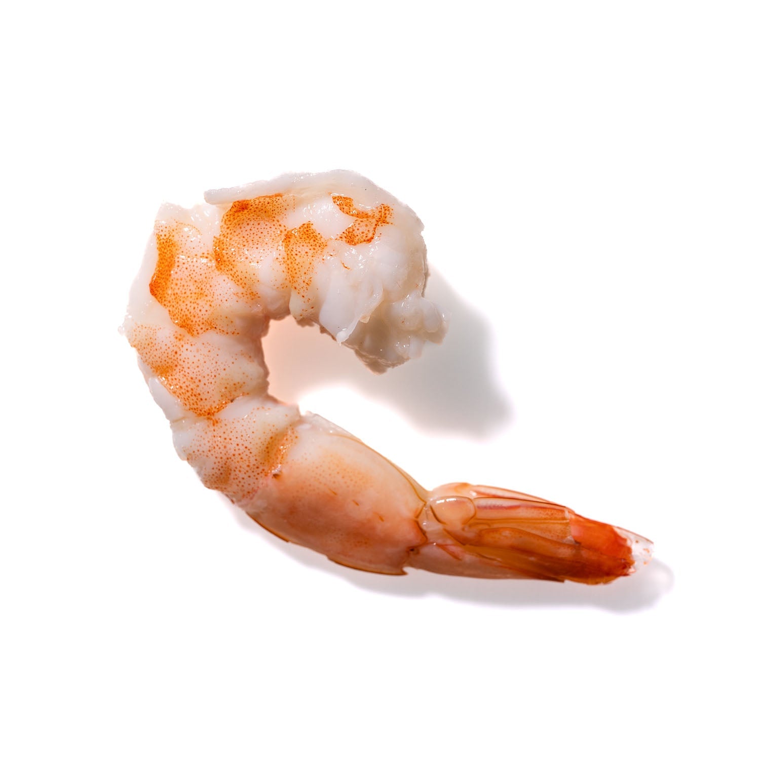 Shrimp No. 955