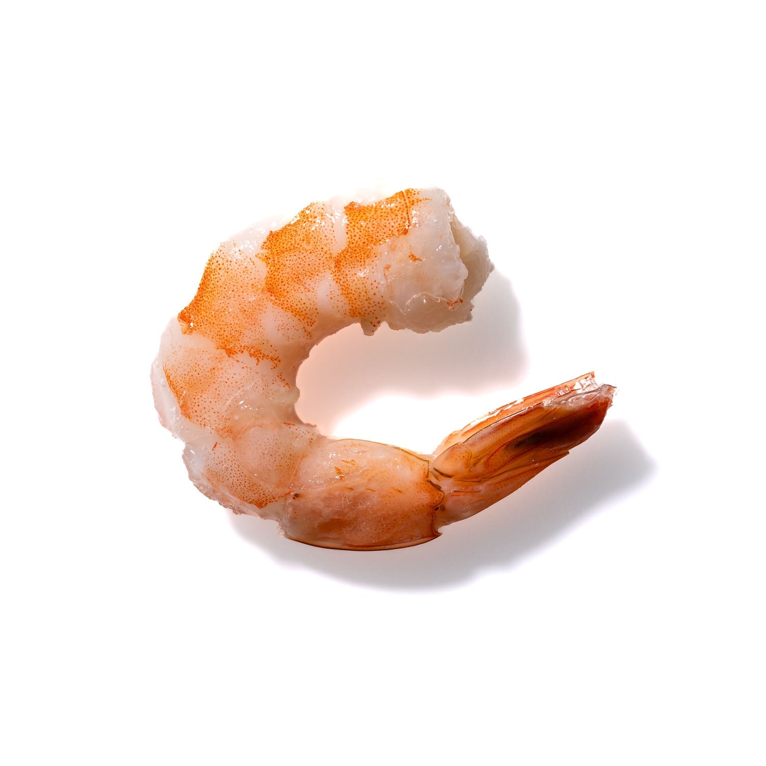 Shrimp No. 956