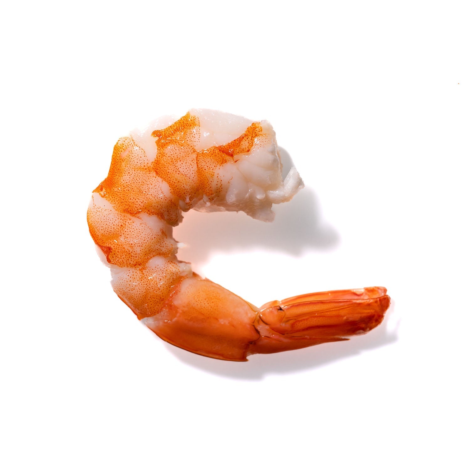 Shrimp No. 964