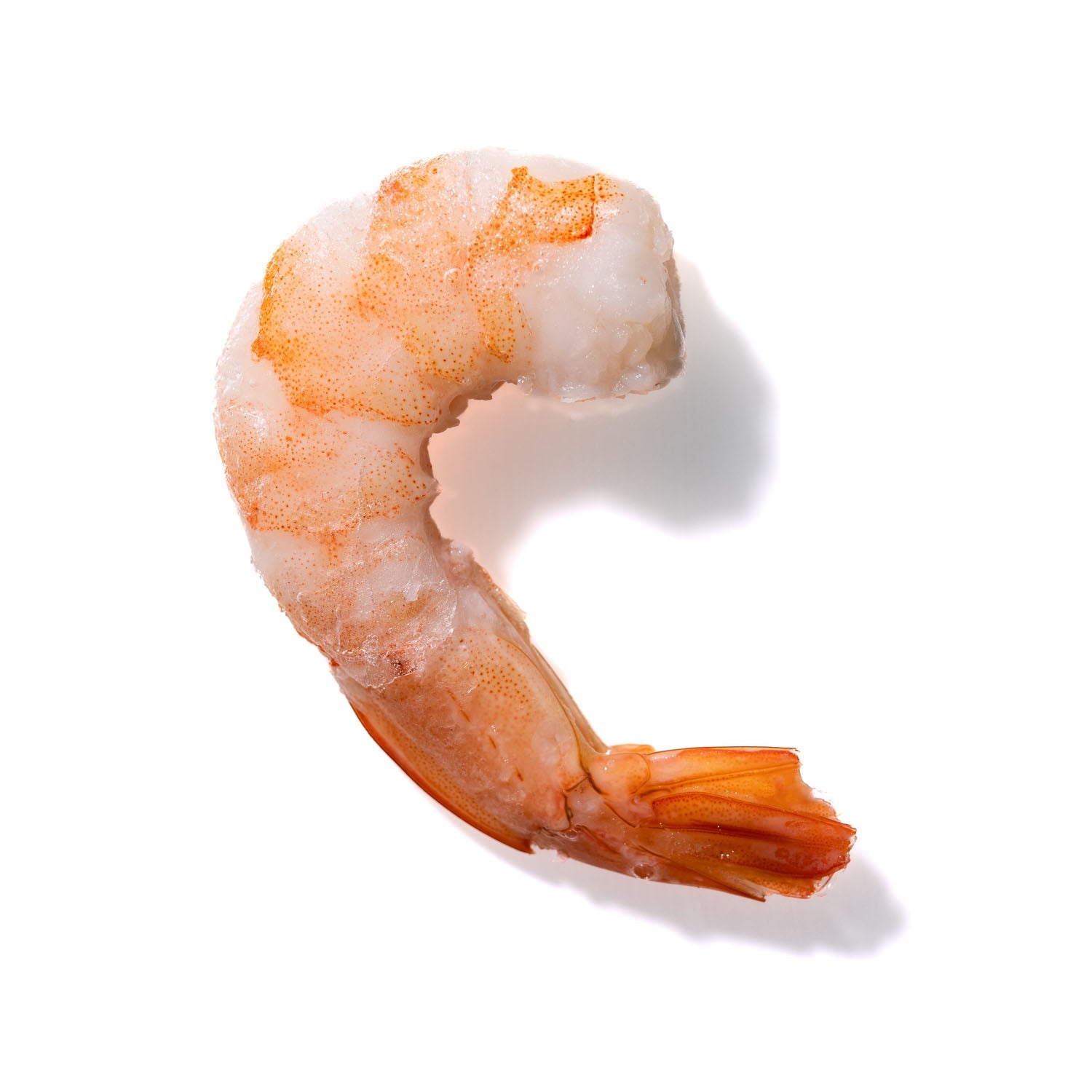 Shrimp No. 968