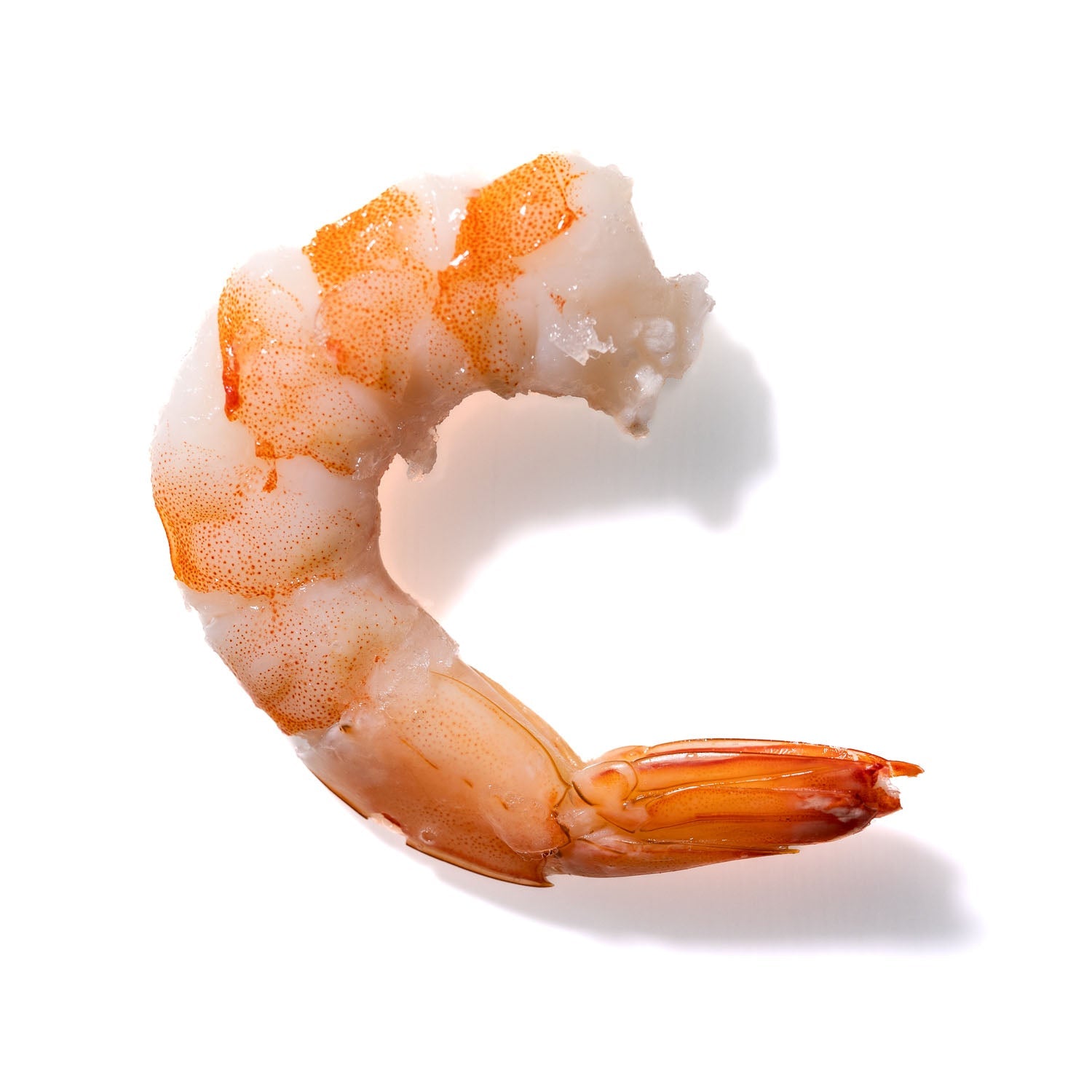 Shrimp No. 972