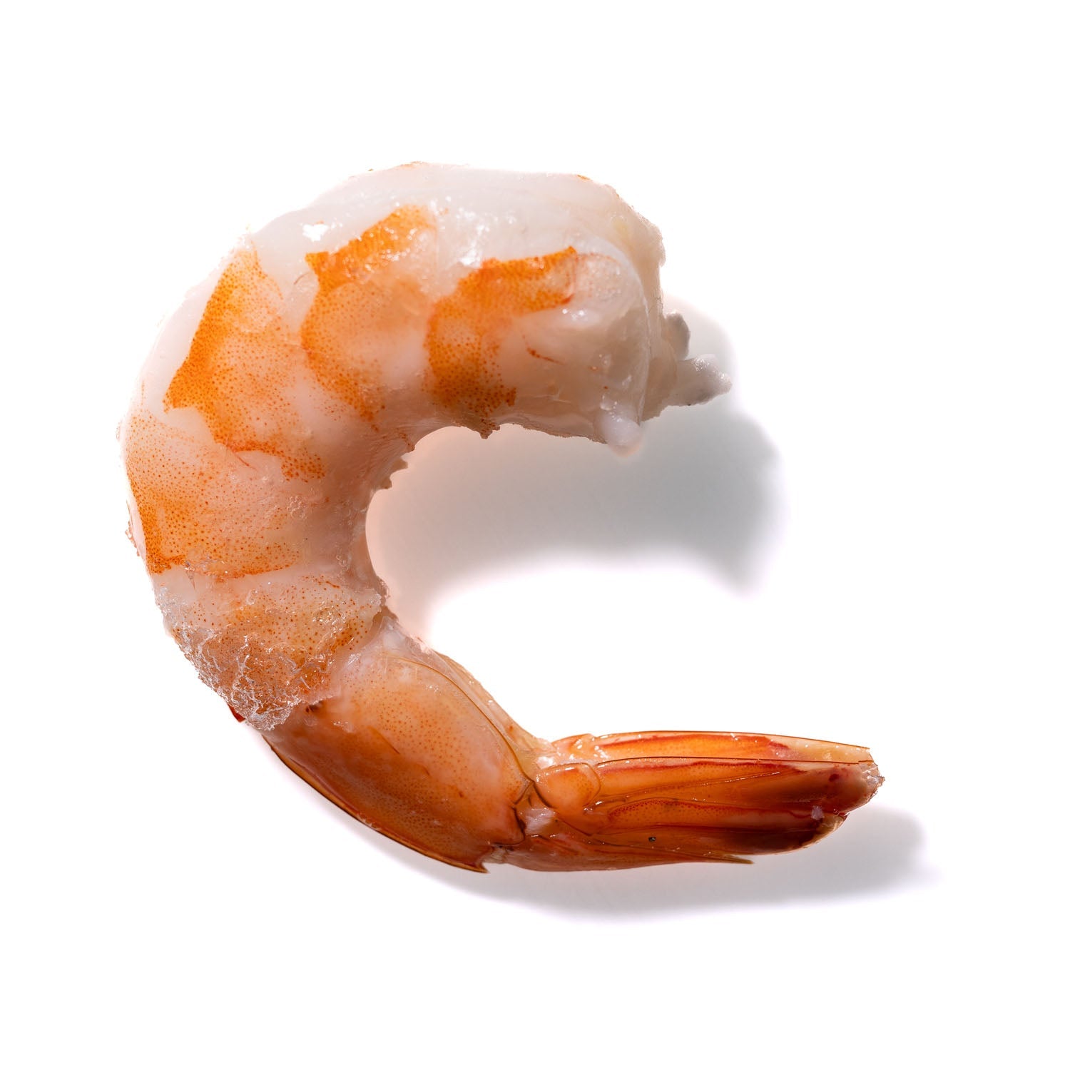 Shrimp No. 974