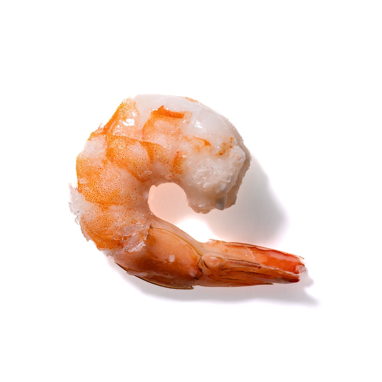 Shrimp No. 976