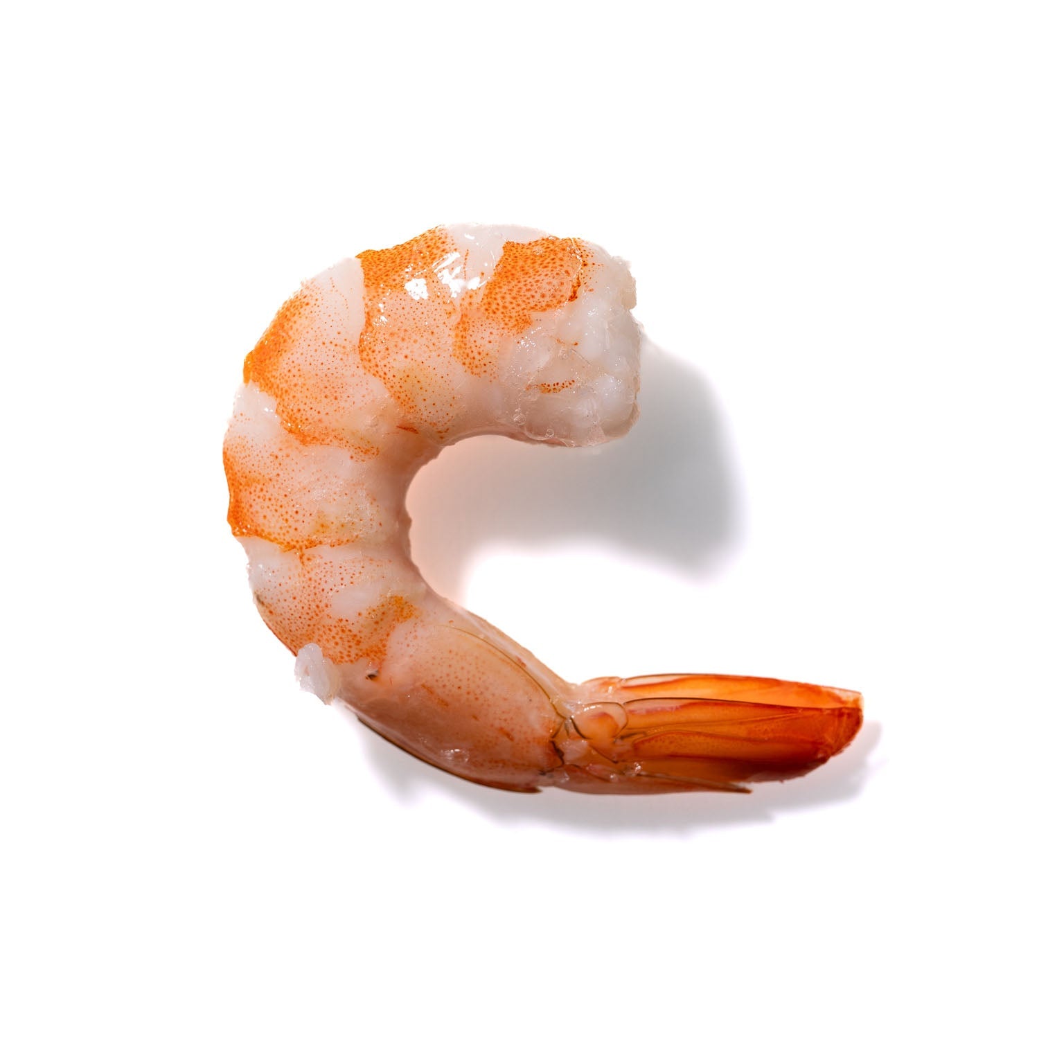 Shrimp No. 981