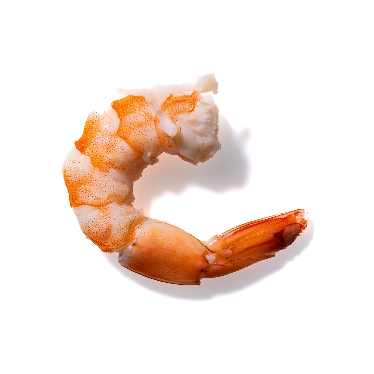 Shrimp No. 983