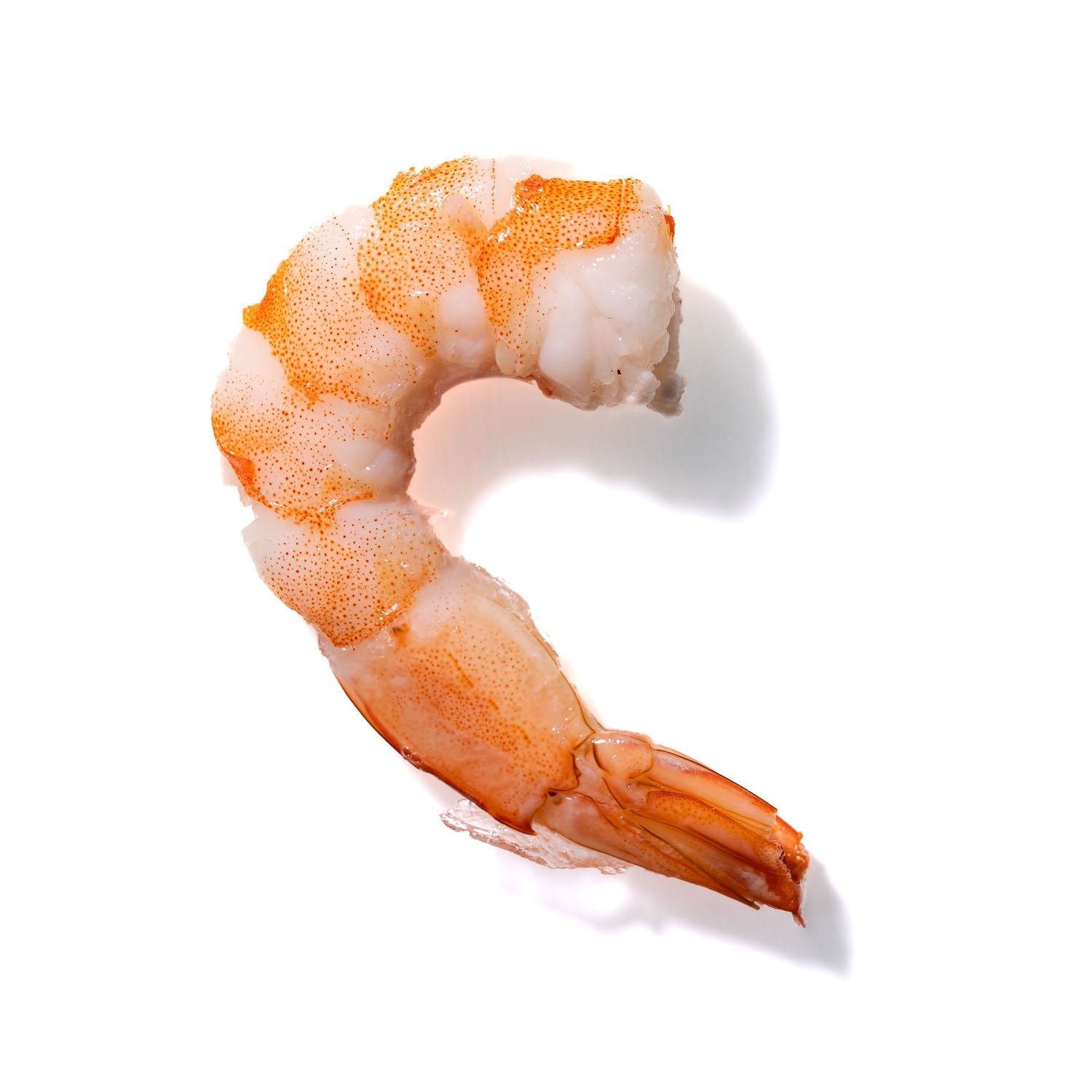 Shrimp No. 986