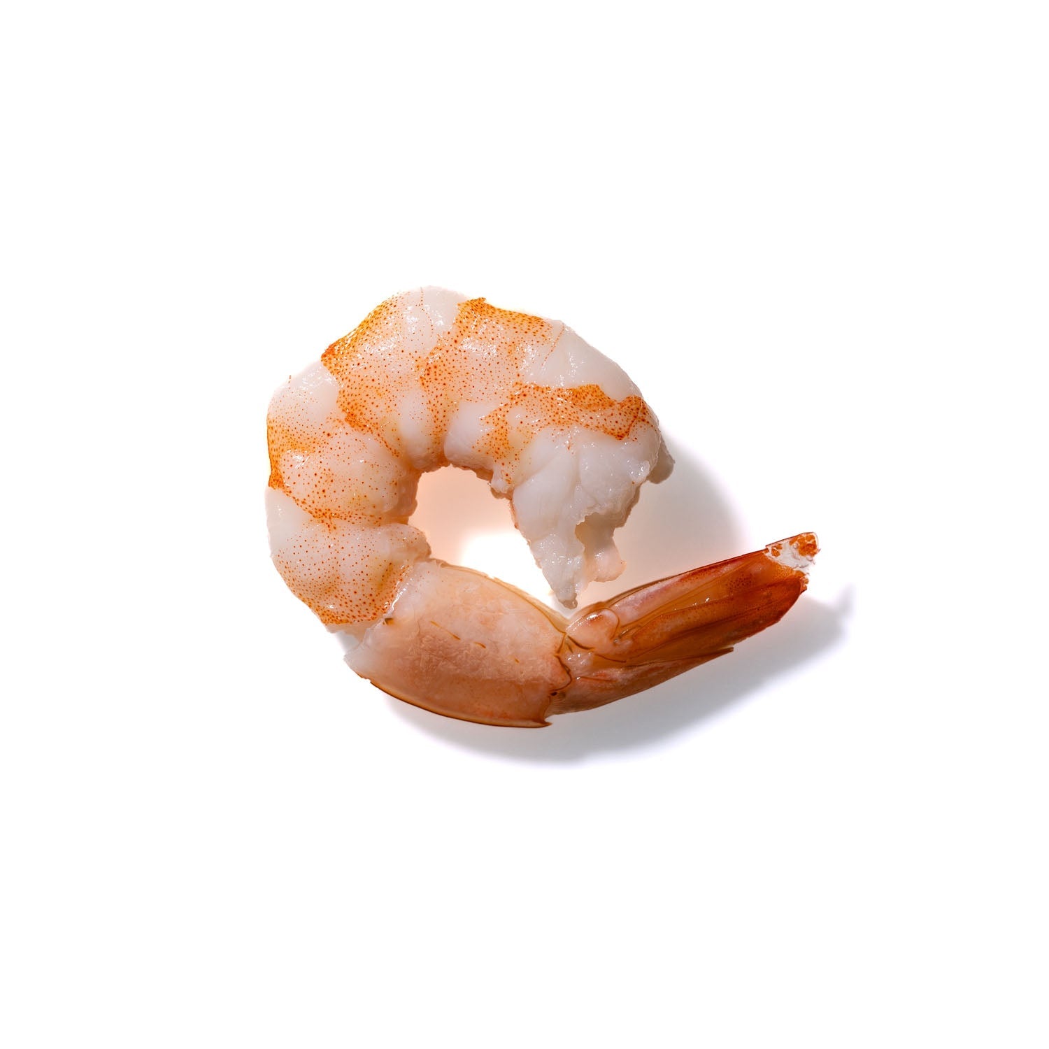 Shrimp No. 996