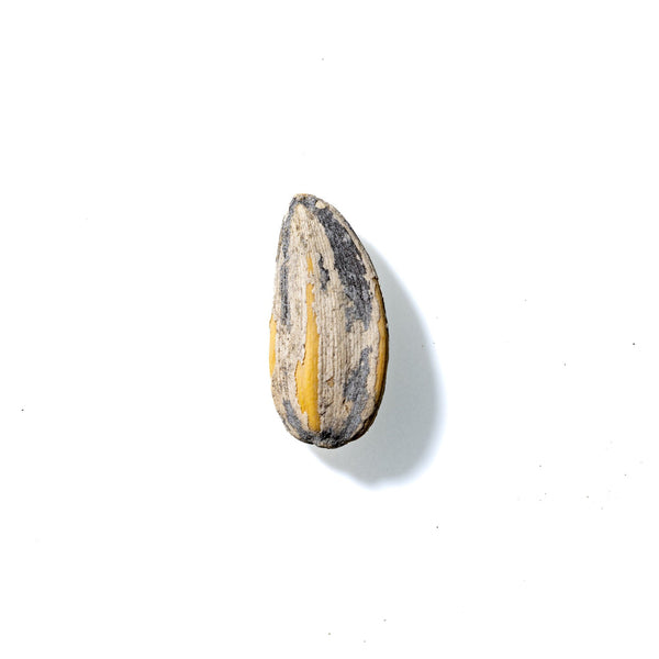 Sunflower Seed No. 18