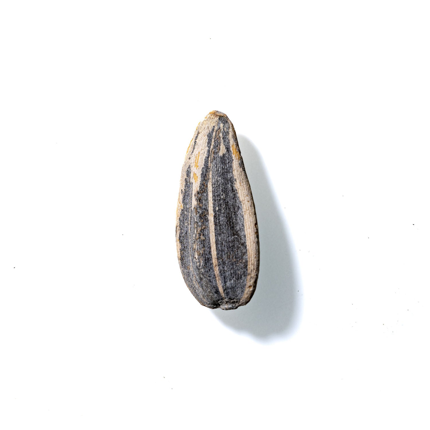 Sunflower Seed No. 19