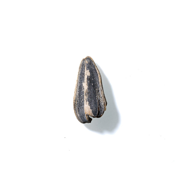 Sunflower Seed No. 26