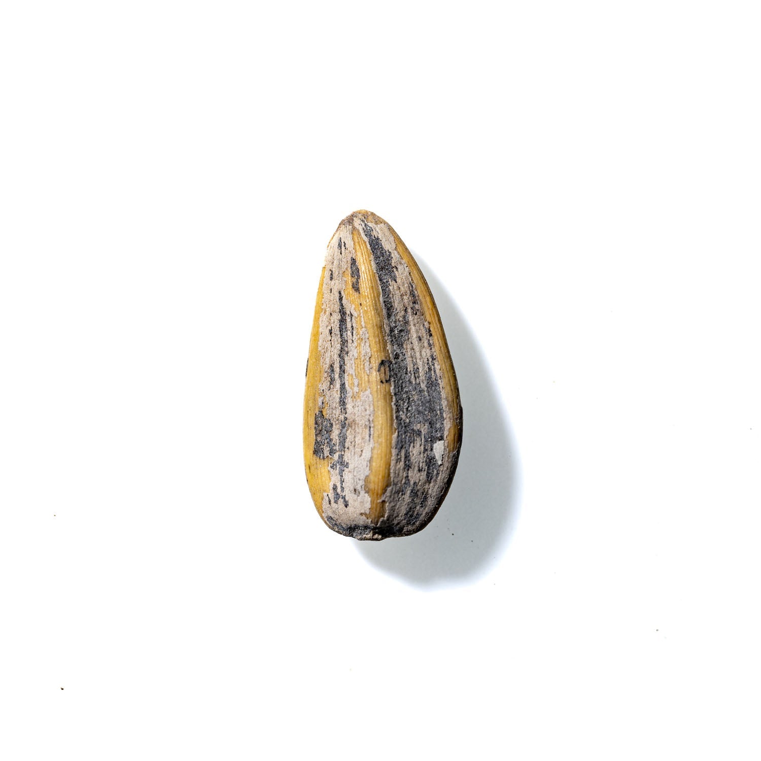 Sunflower Seed No. 113