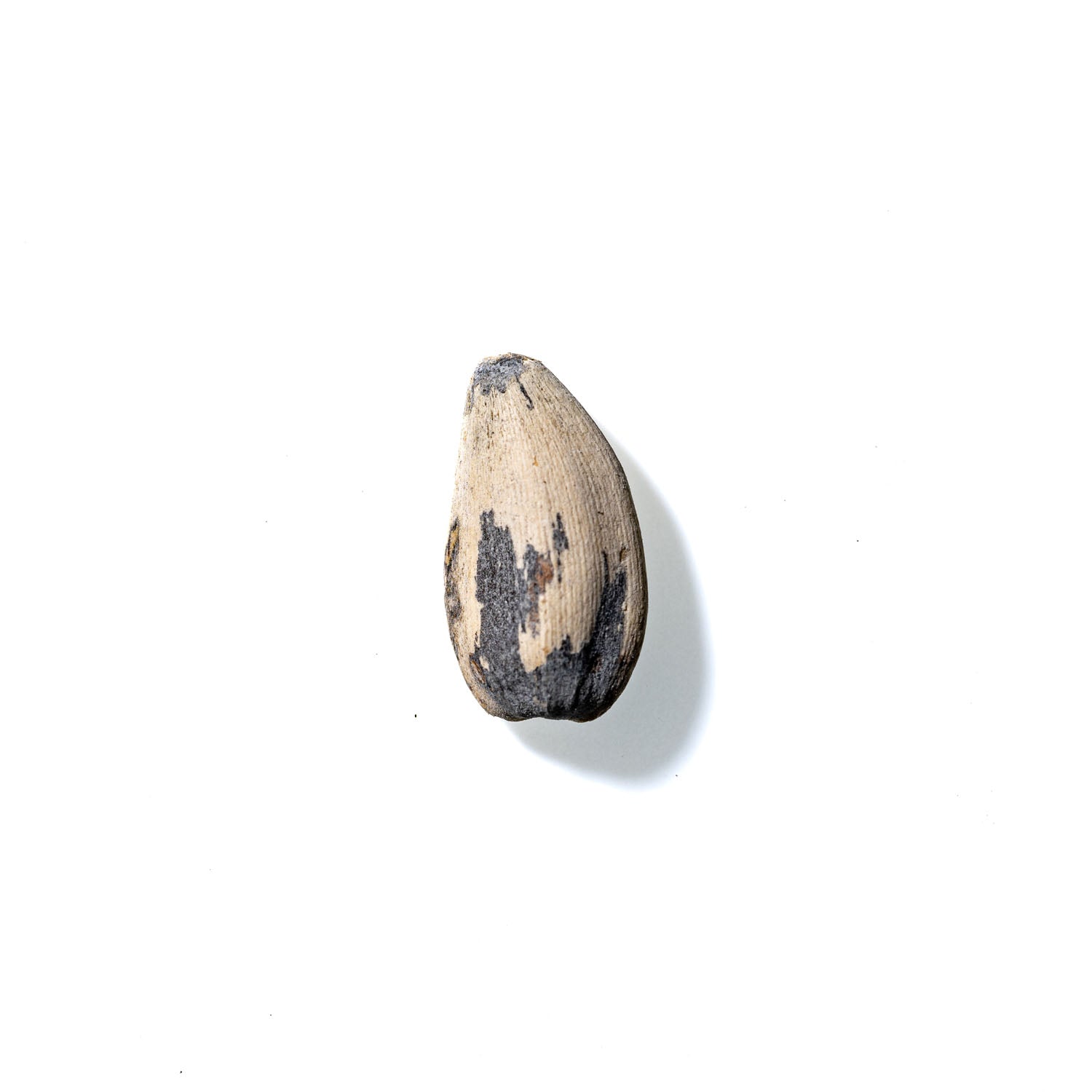 Sunflower Seed No. 118