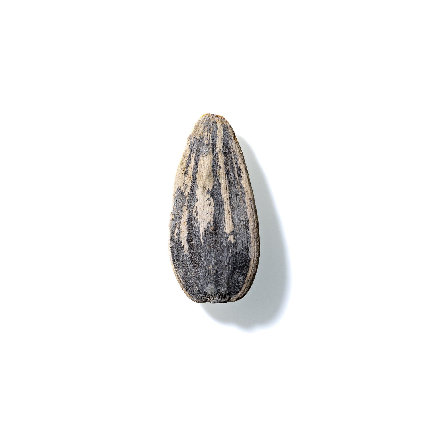 Sunflower Seed No. 124