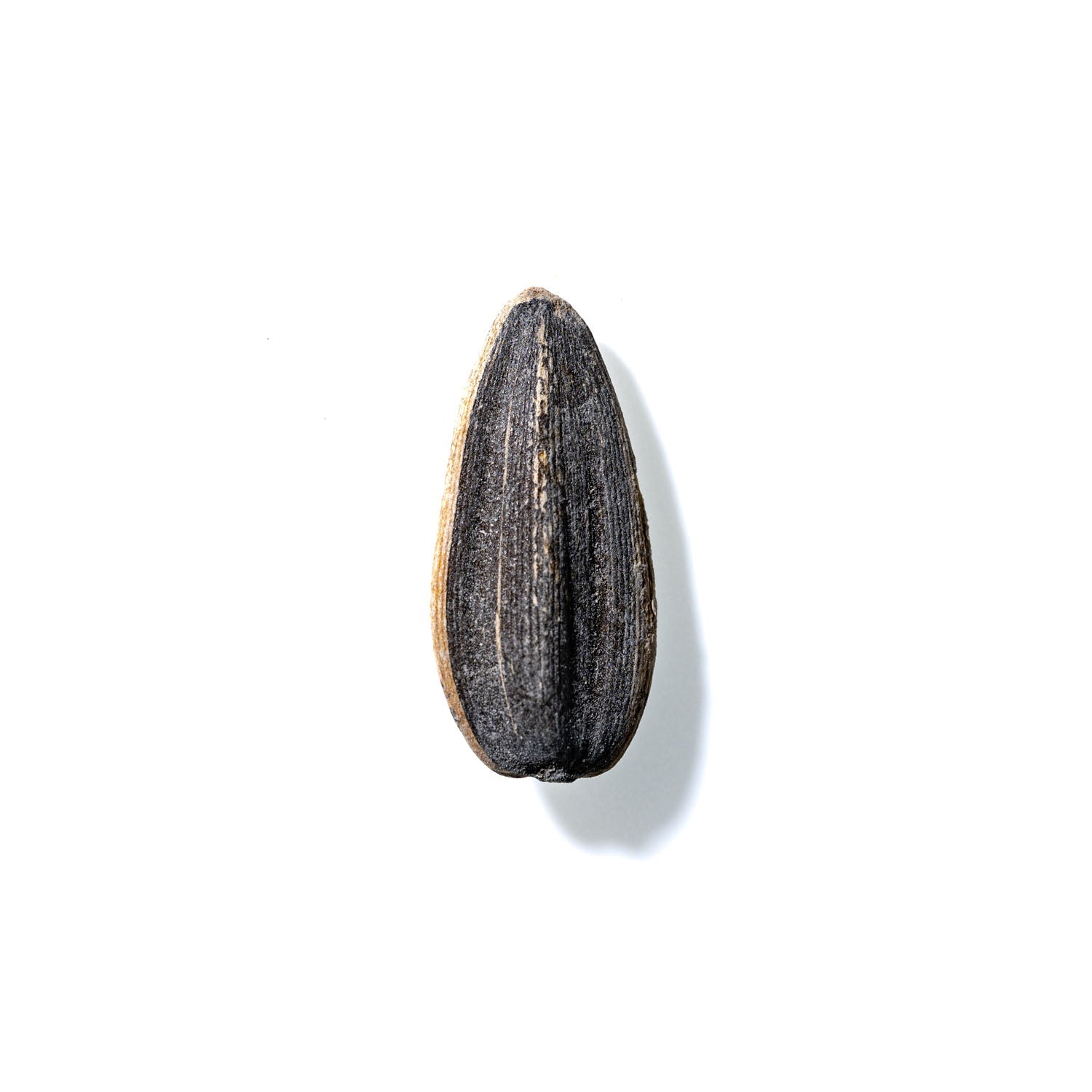 Sunflower Seed No. 128