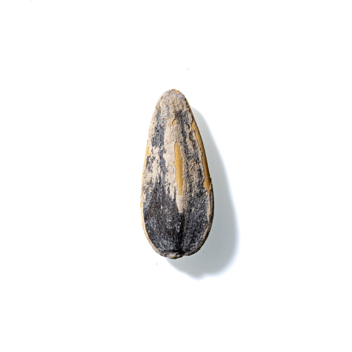 Sunflower Seed No. 133