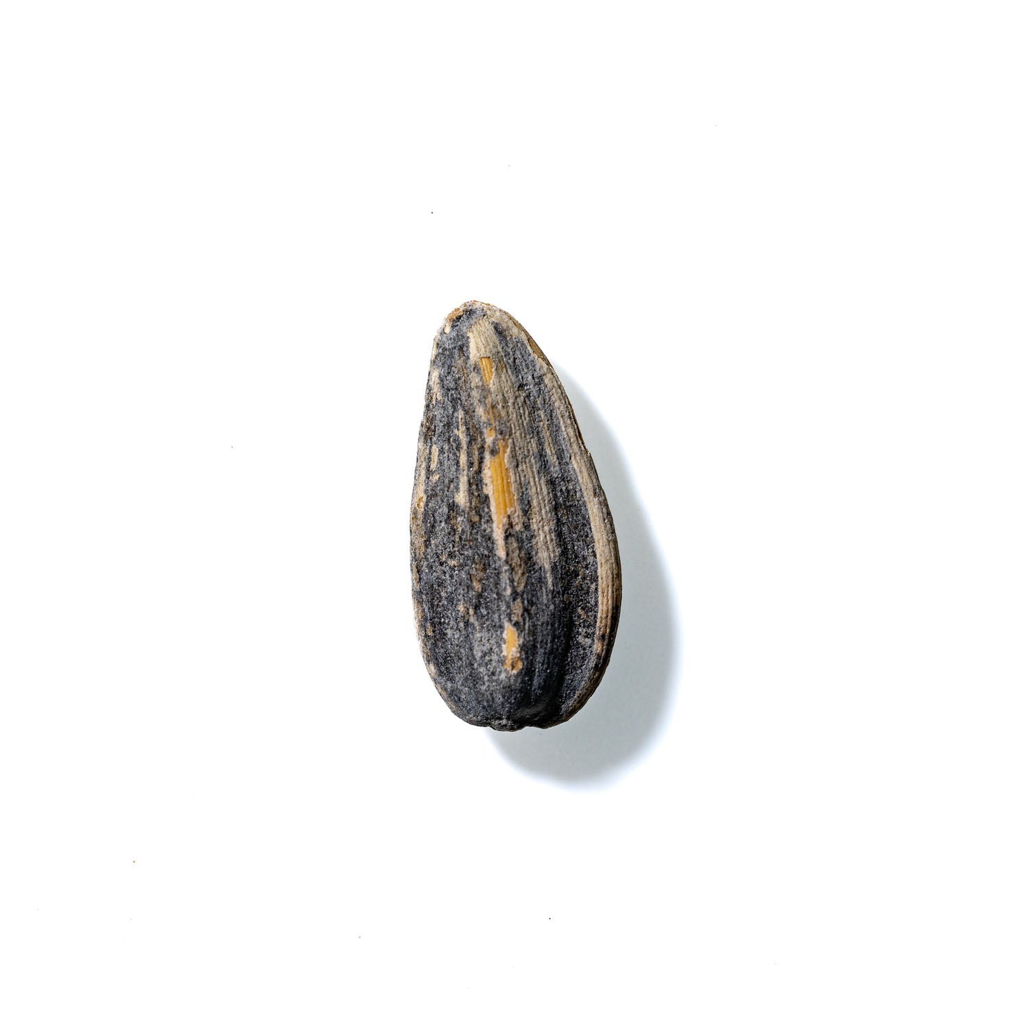 Sunflower Seed No. 143