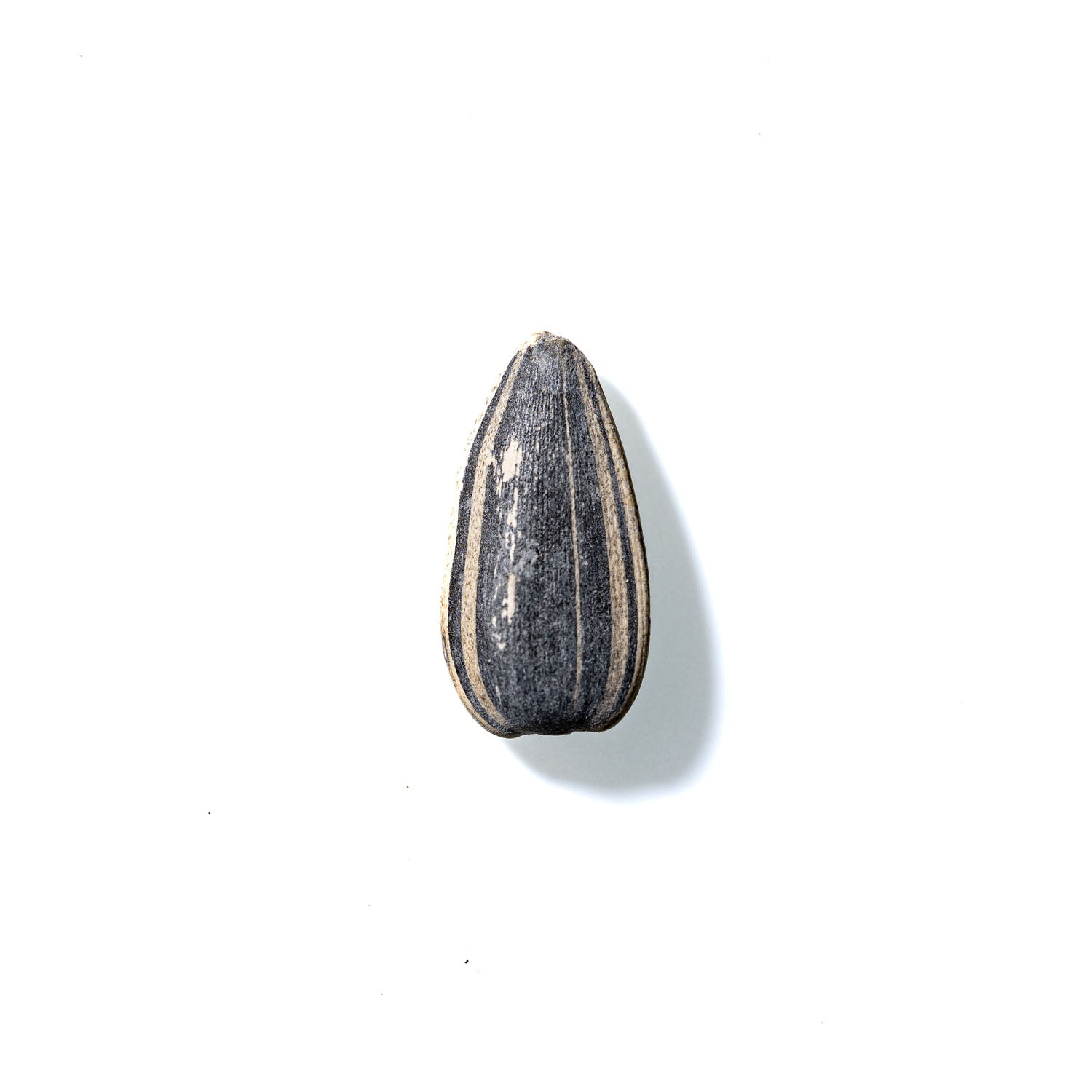 Sunflower Seed No. 147