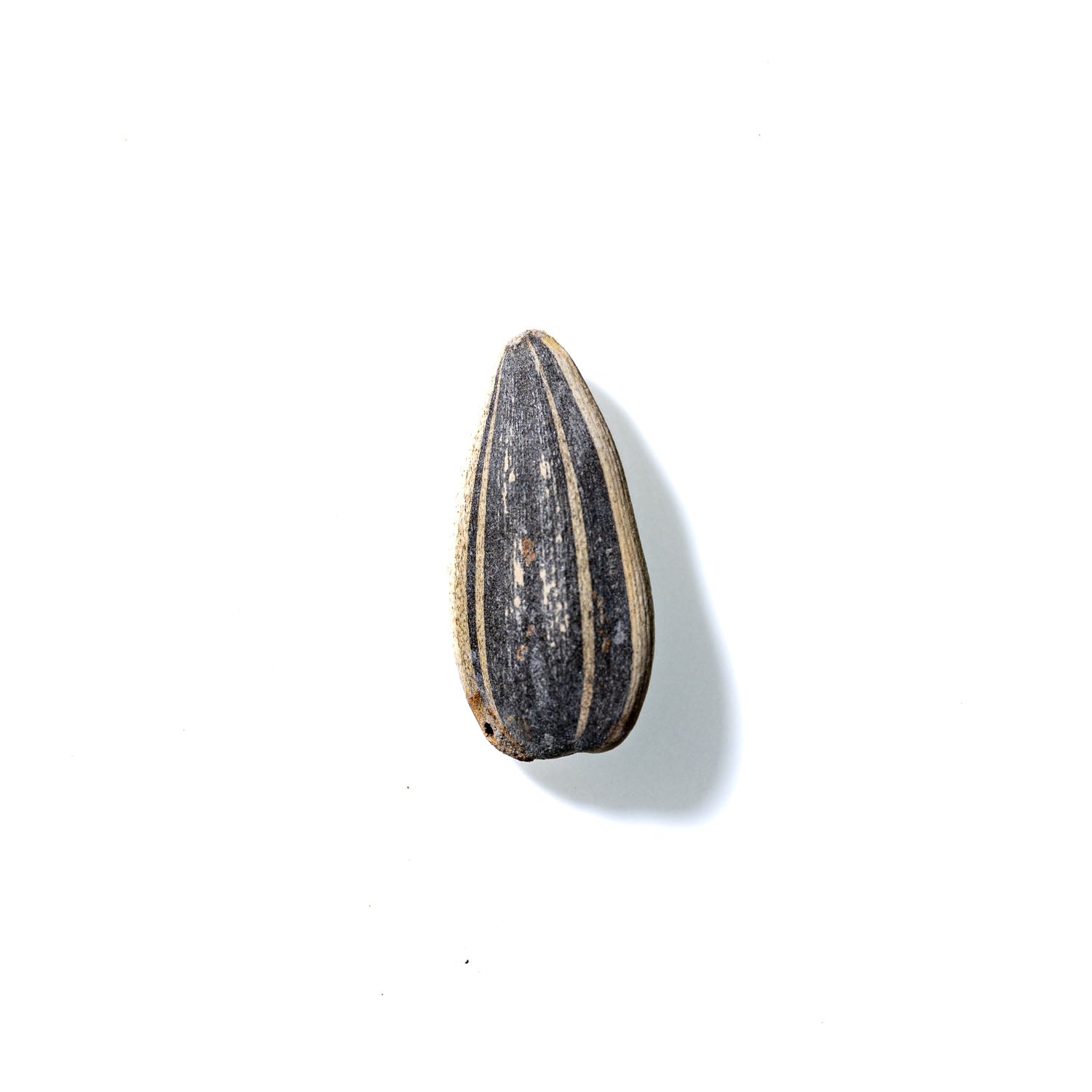 Sunflower Seed No. 148