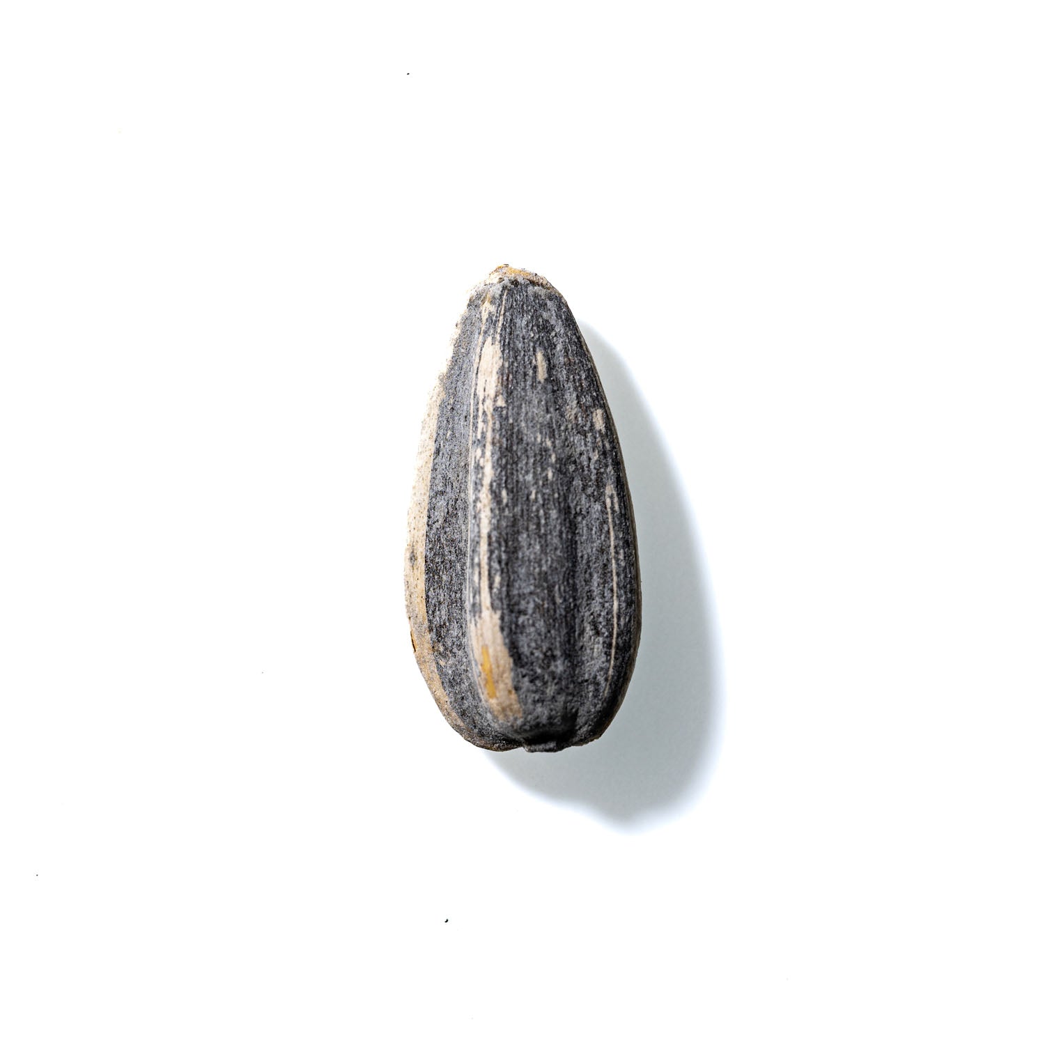 Sunflower Seed No. 153