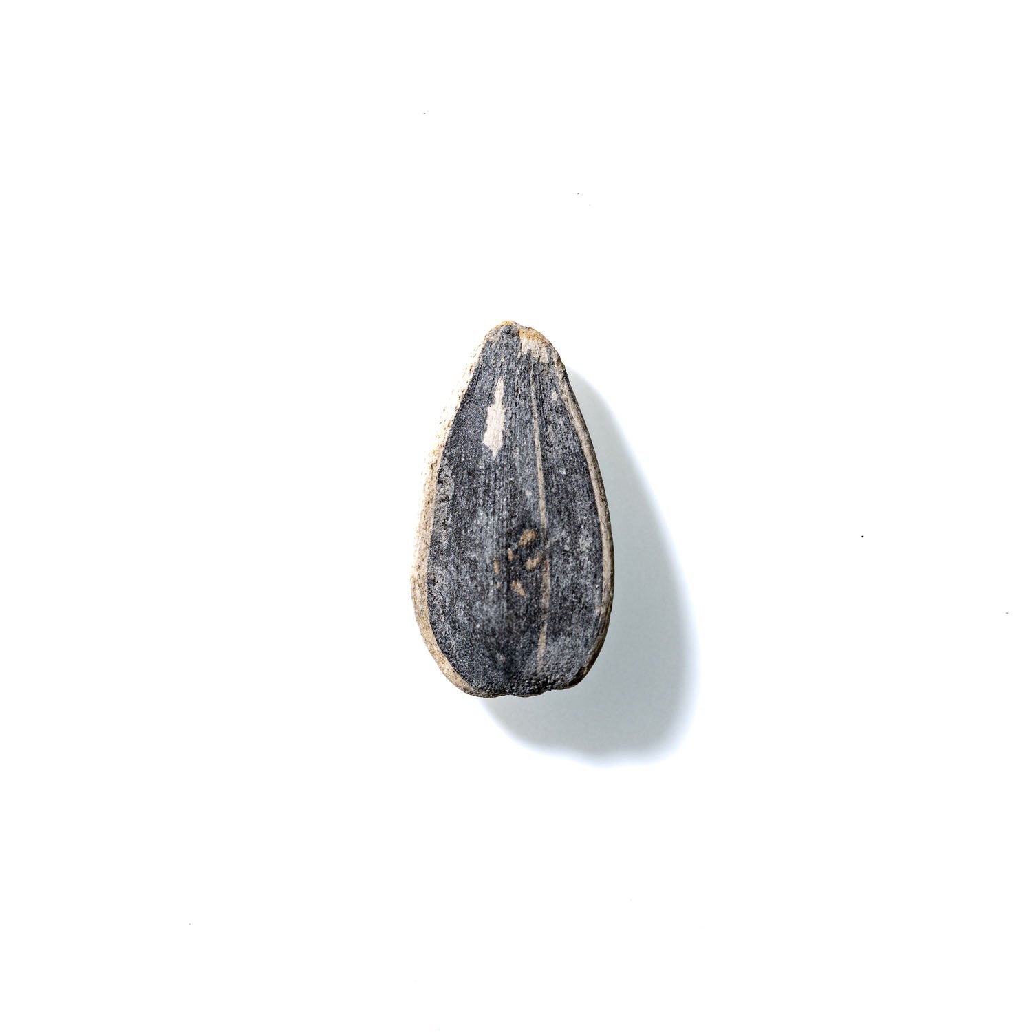 Sunflower Seed No. 166