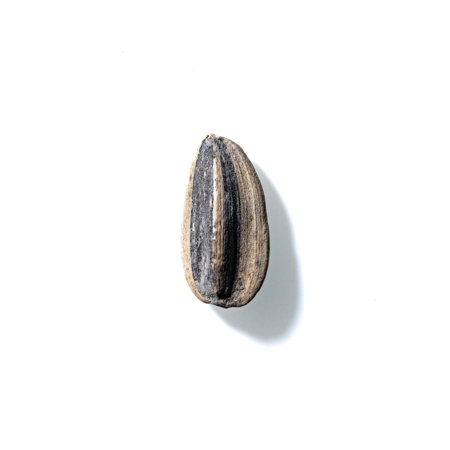 Sunflower Seed No. 170