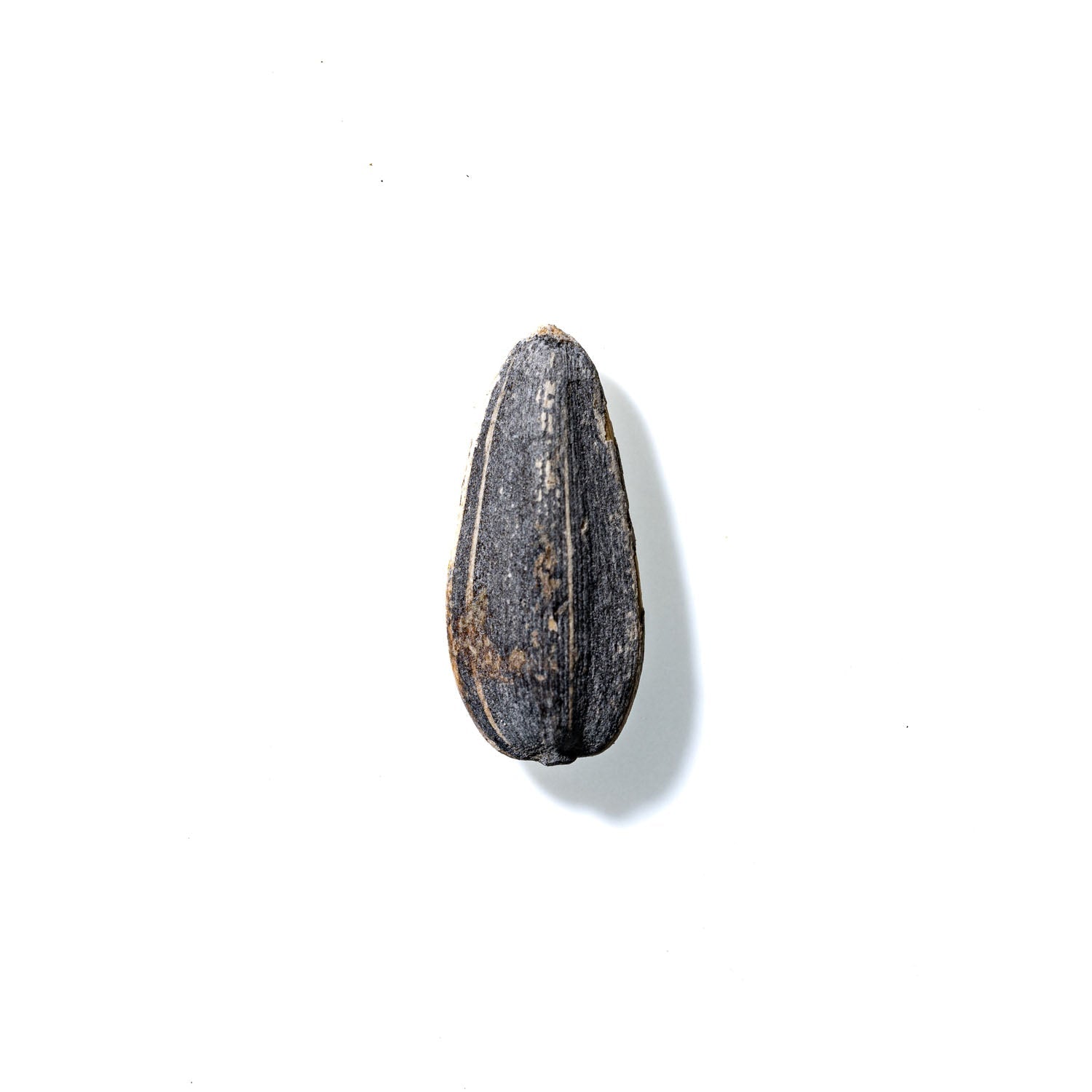 Sunflower Seed No. 171